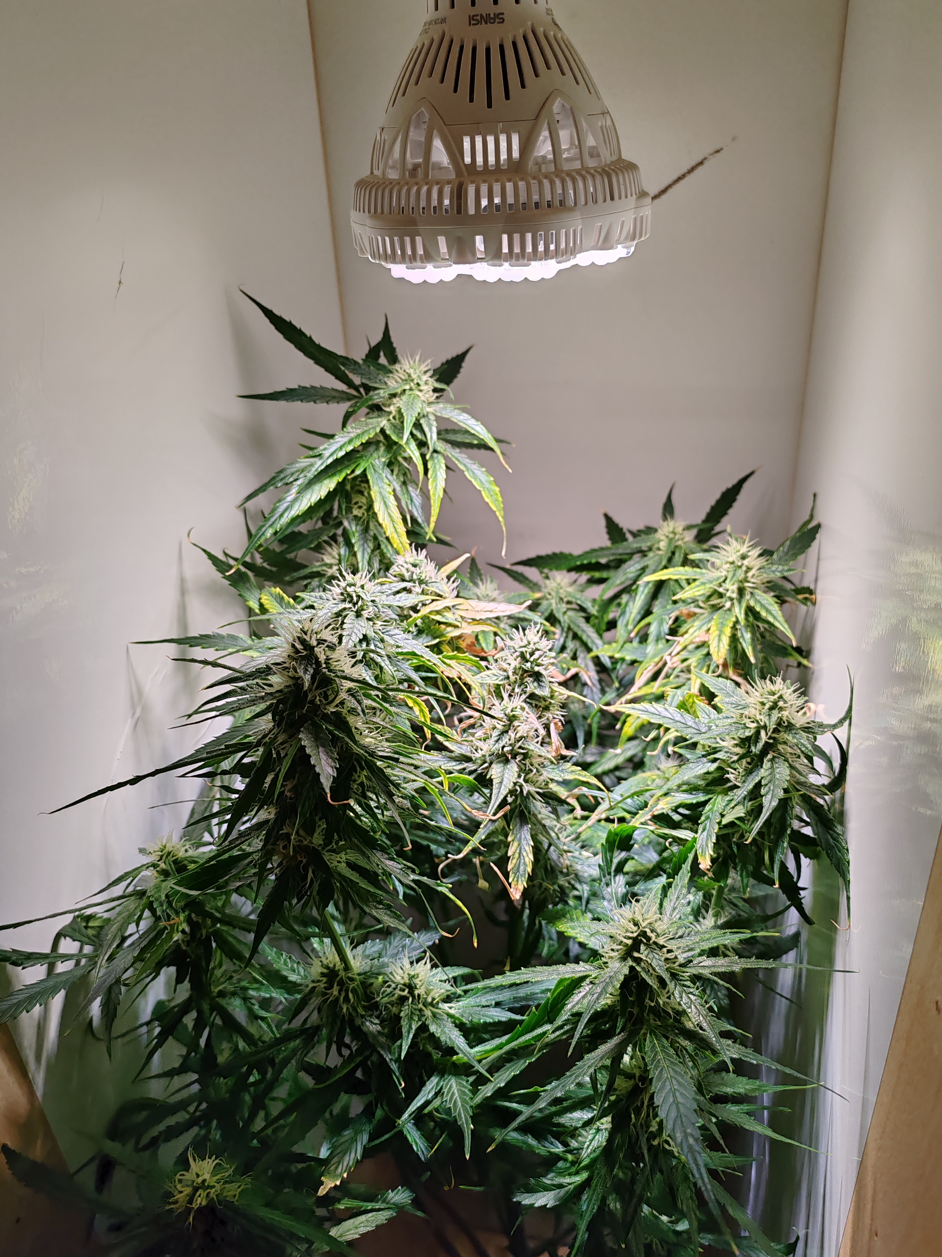 drawer grow forbidden fruit — flower, day 76
