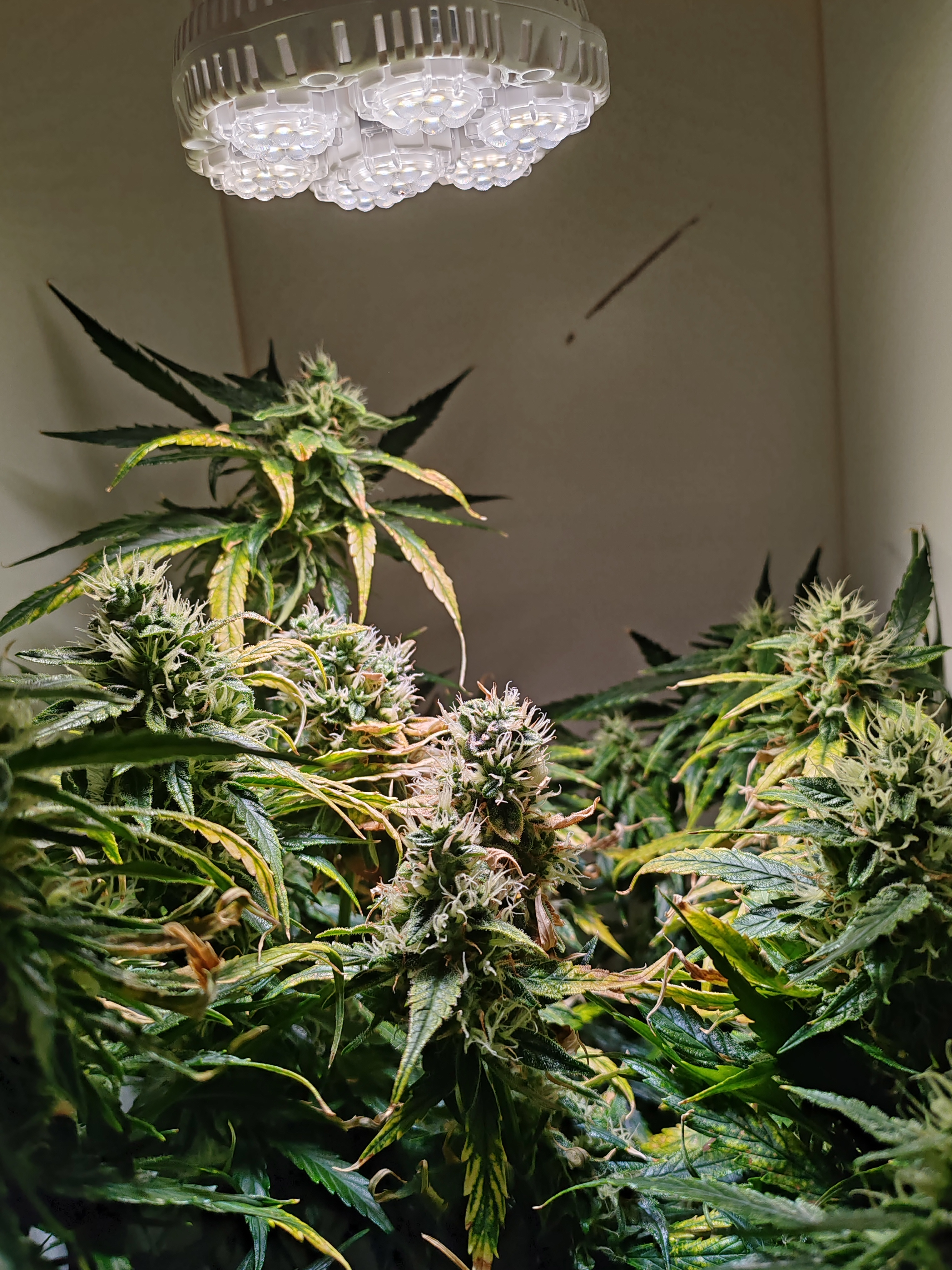 drawer grow forbidden fruit — flower, day 82