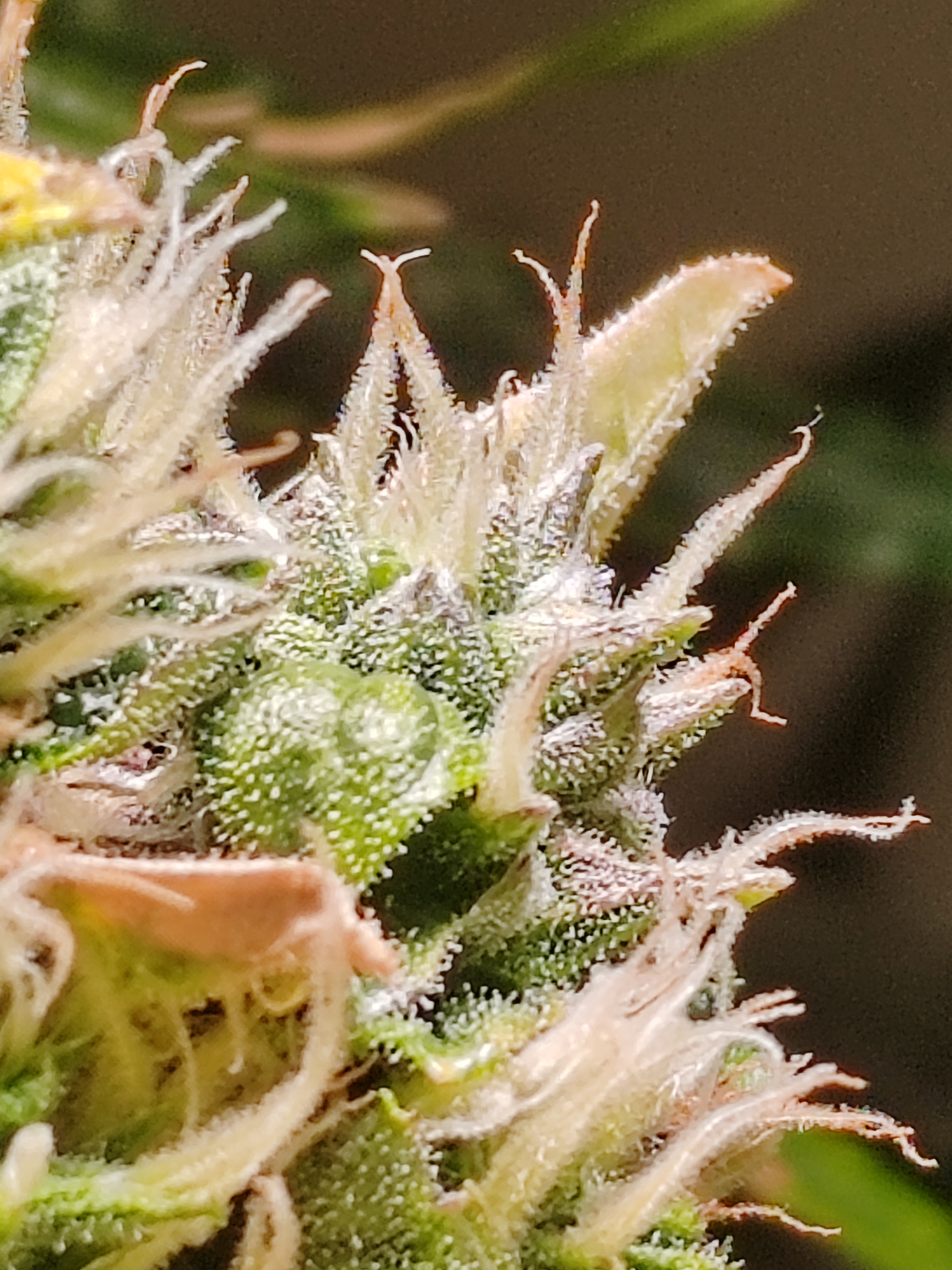 drawer grow forbidden fruit — flower, day 82