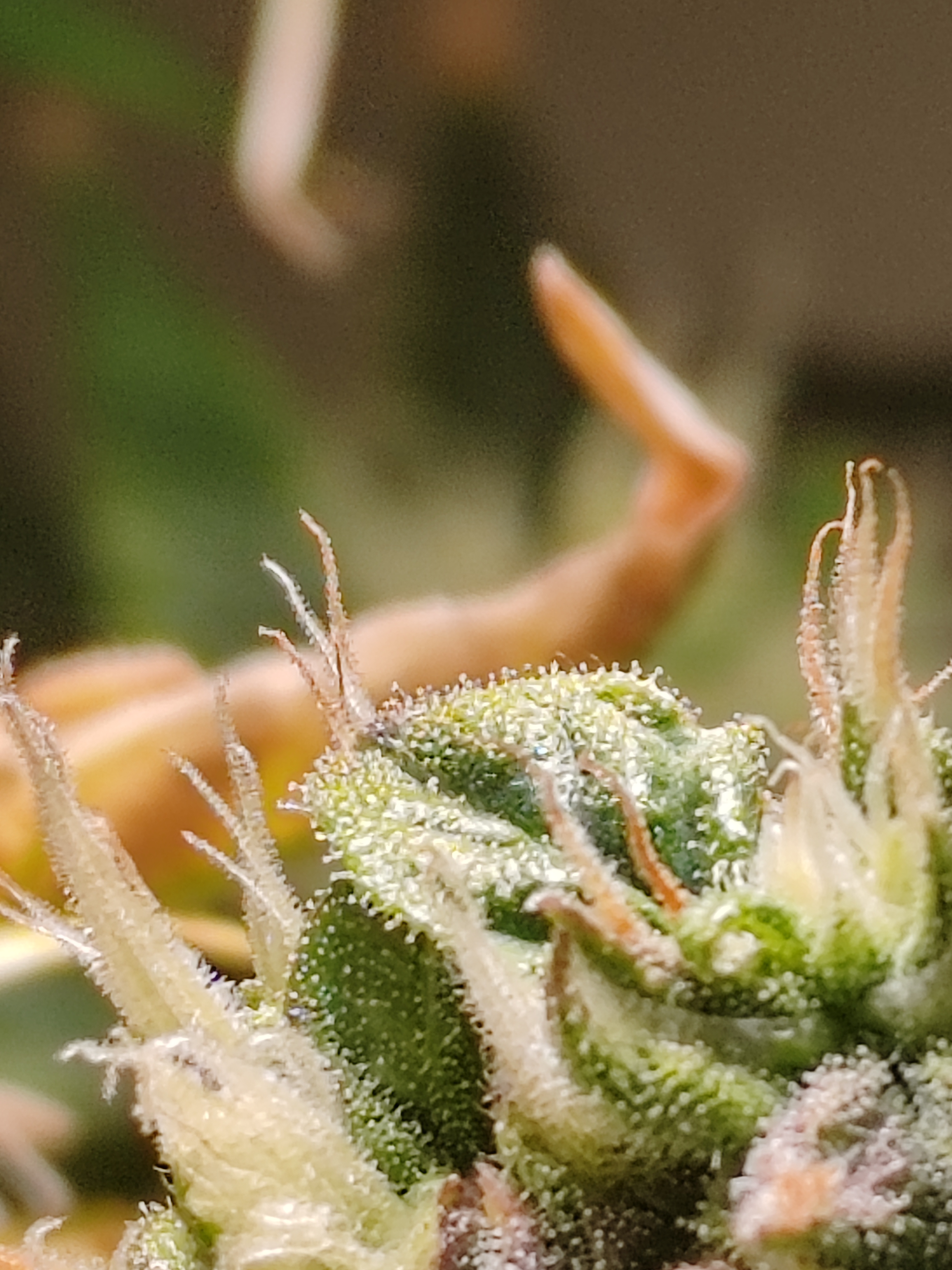drawer grow forbidden fruit — flower, day 82