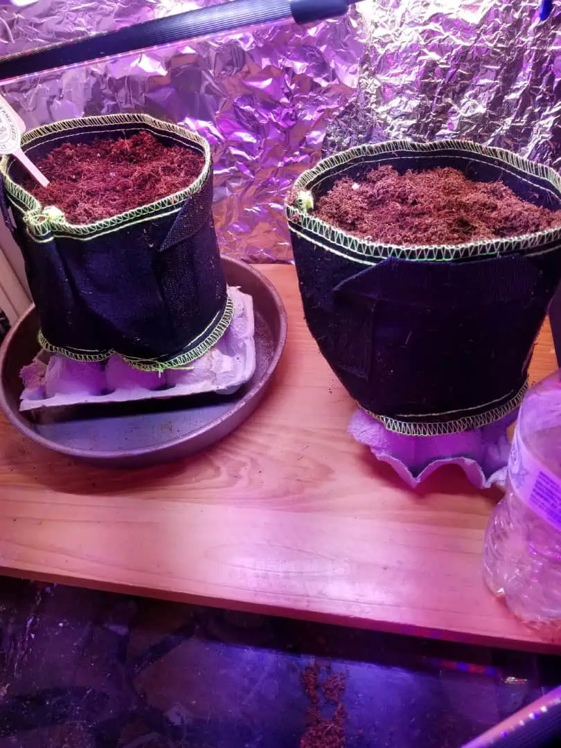 Purple Punch Auto — grow_setup, day 2