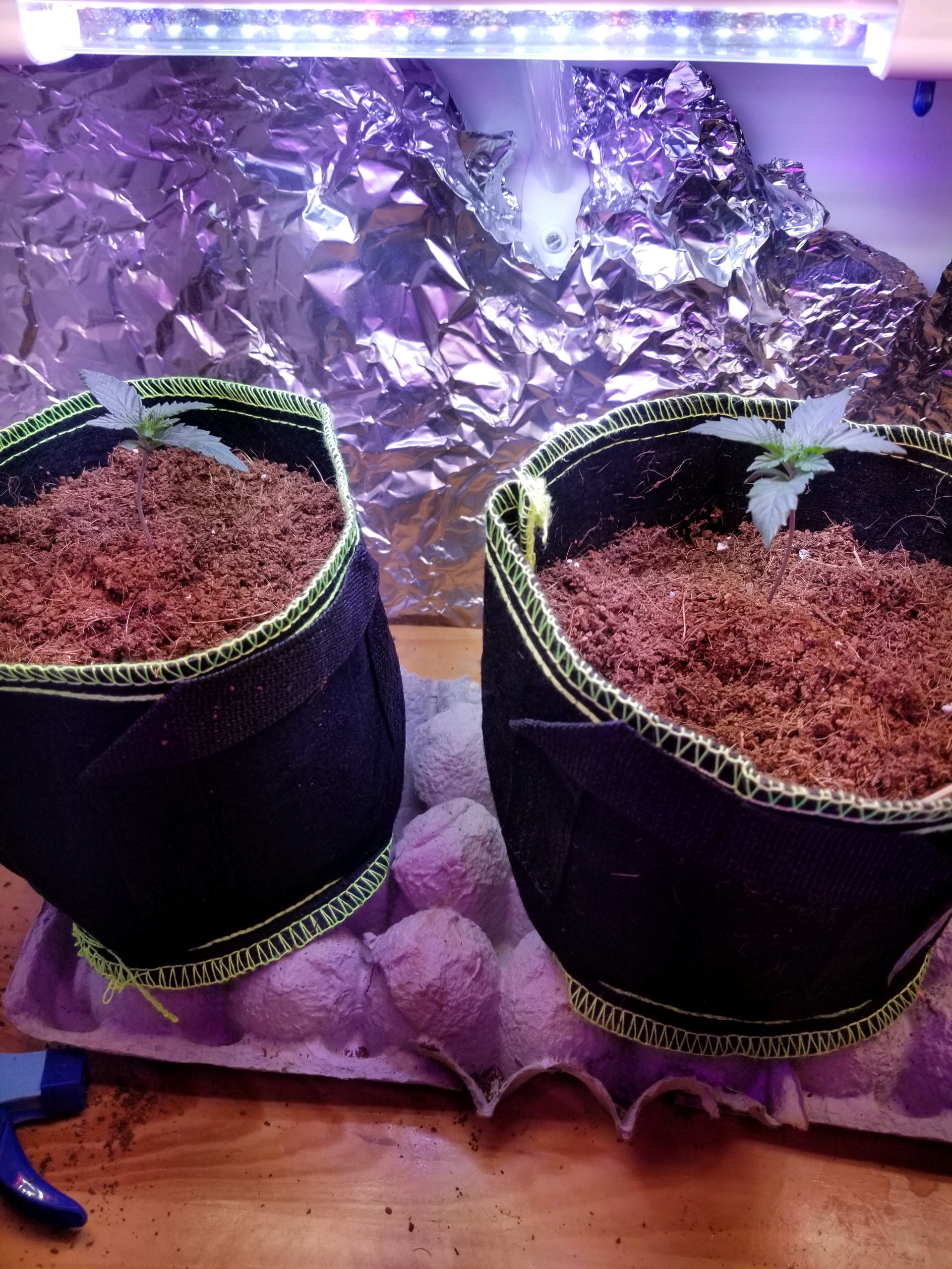 Purple Punch Auto — germination, day 13