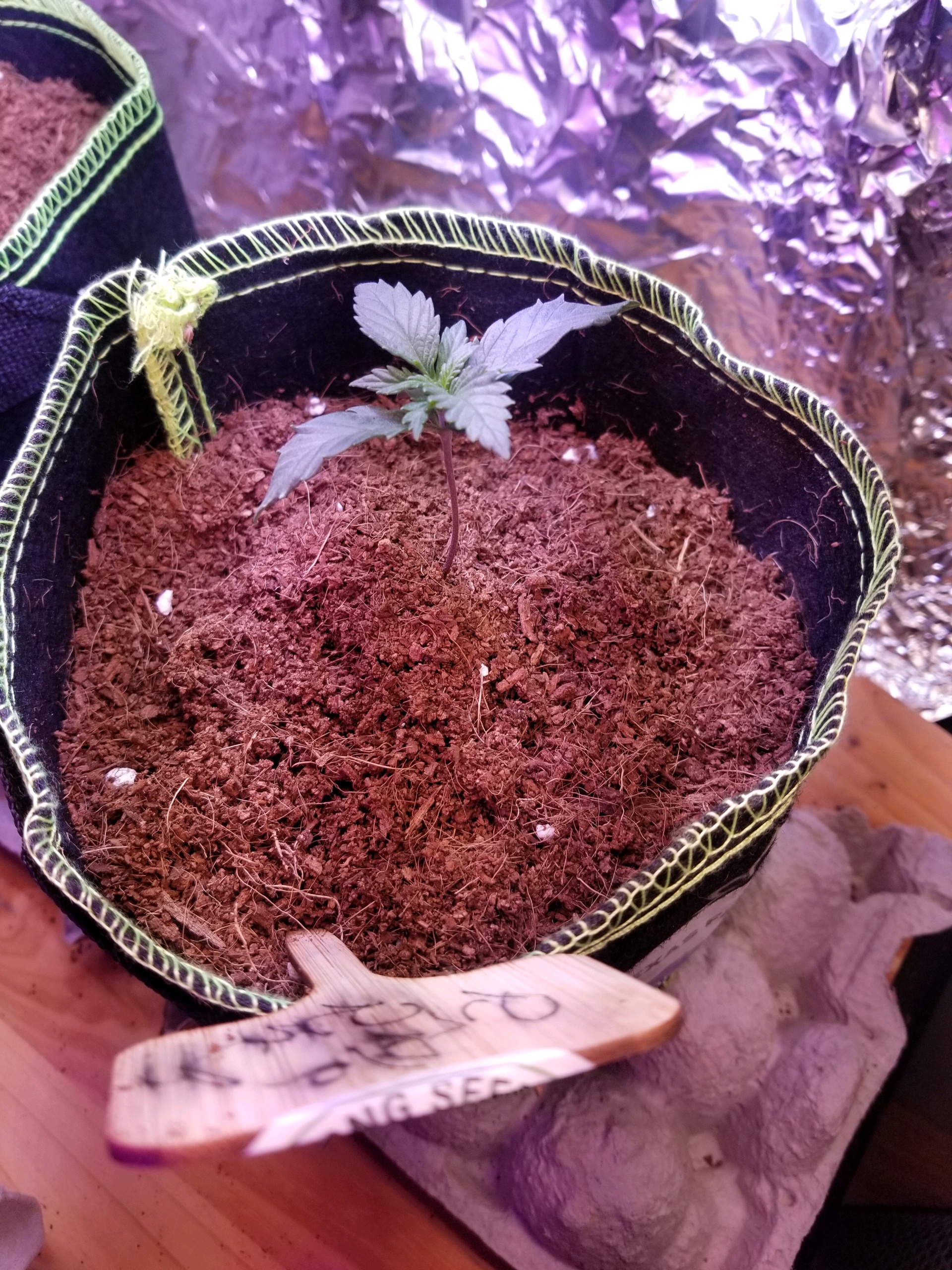 Purple Punch Auto — germination, day 13