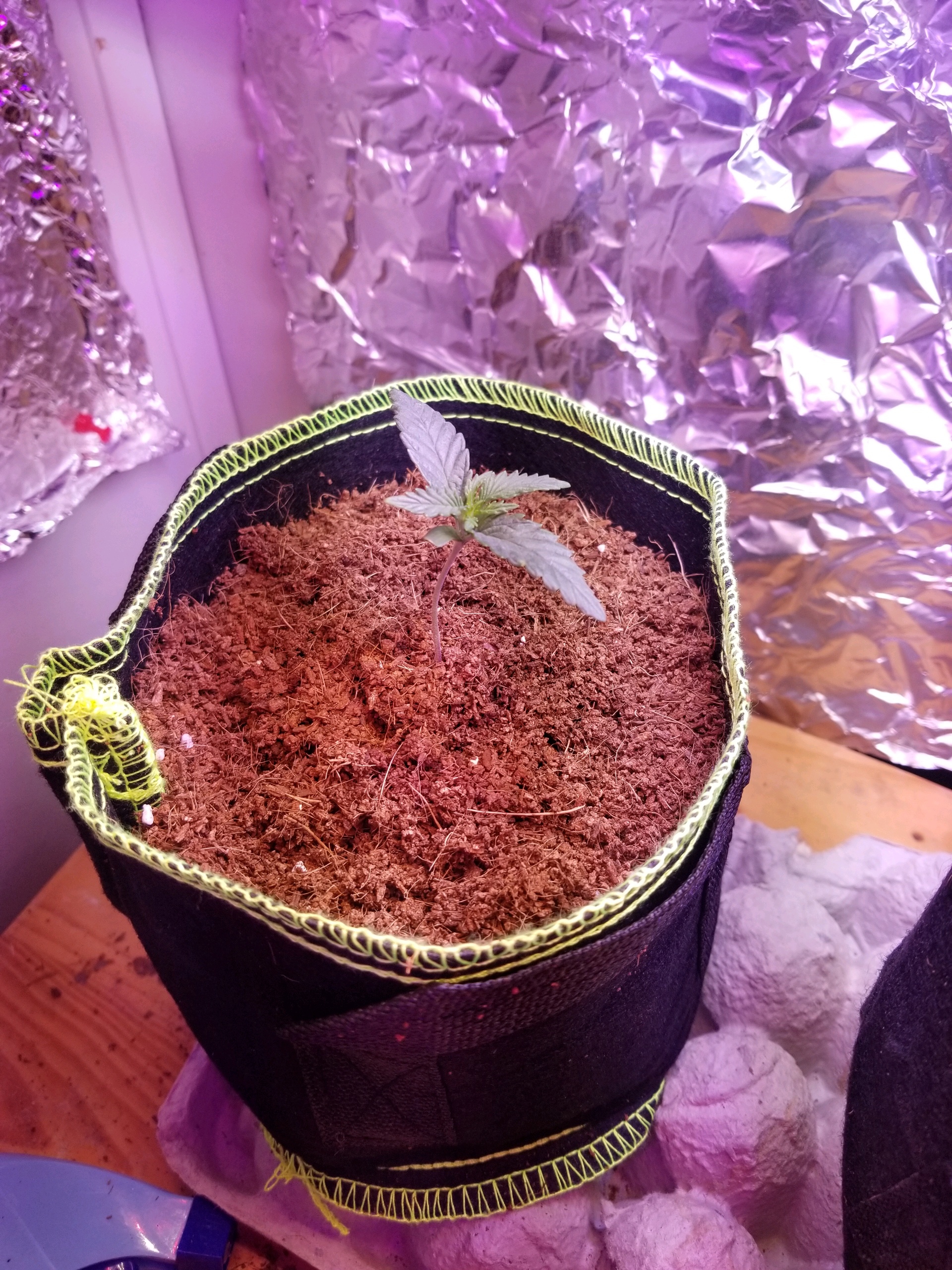 Purple Punch Auto — germination, day 13