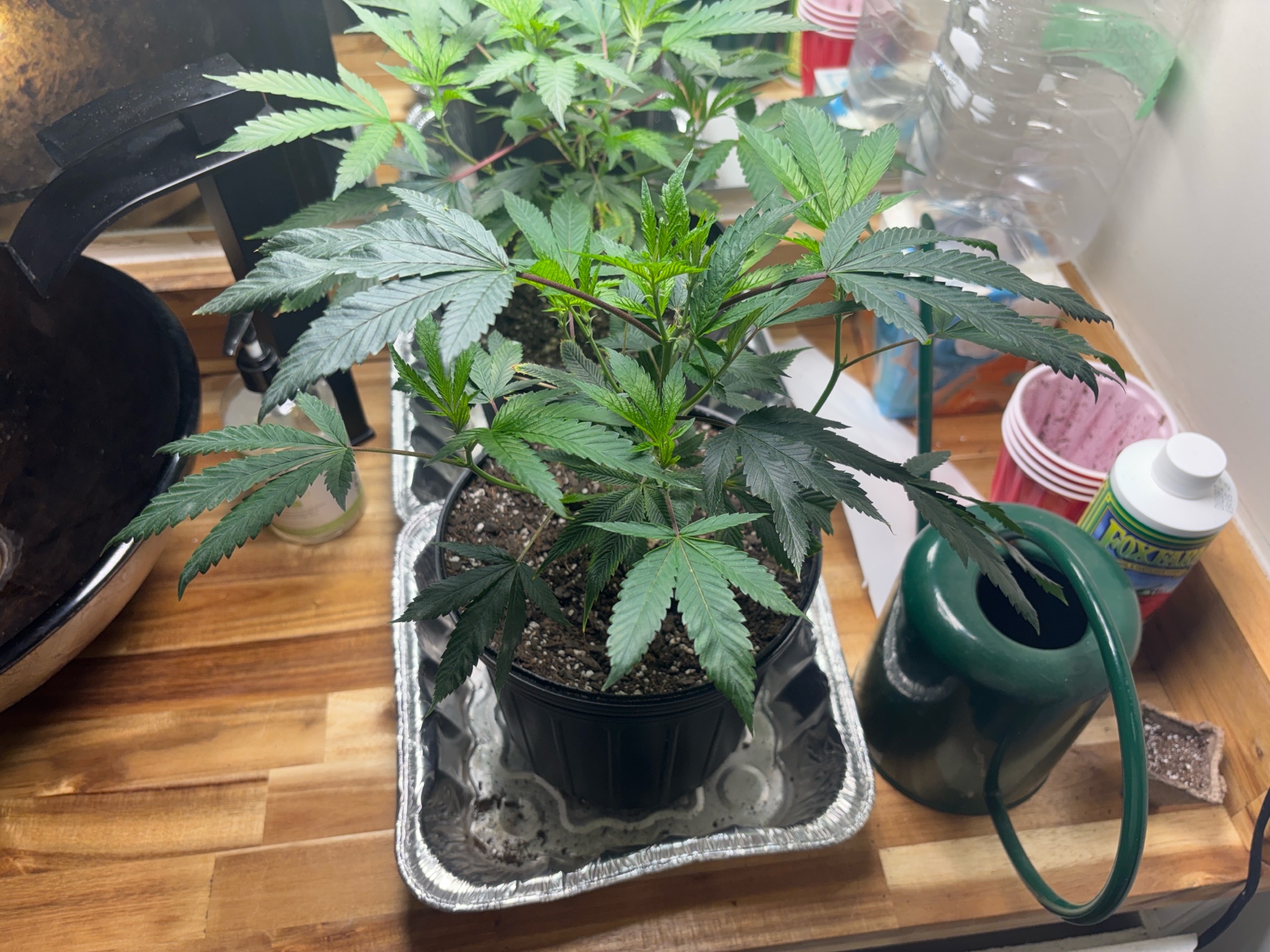 BTY OG & Jungle Cake — vegetative, day 22