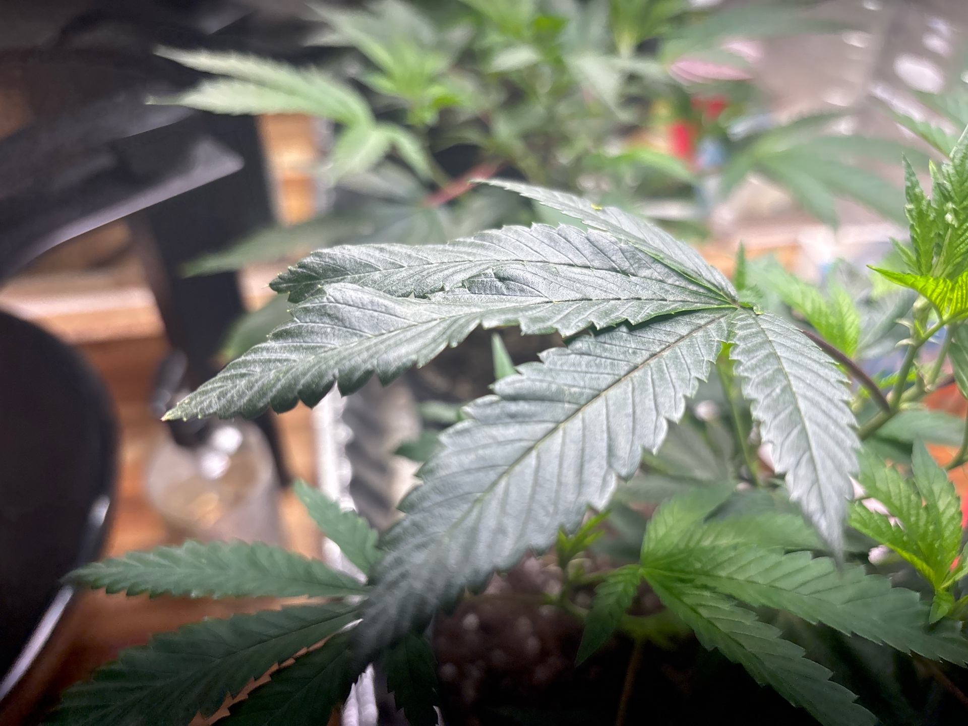 BTY OG & Jungle Cake — vegetative, day 22