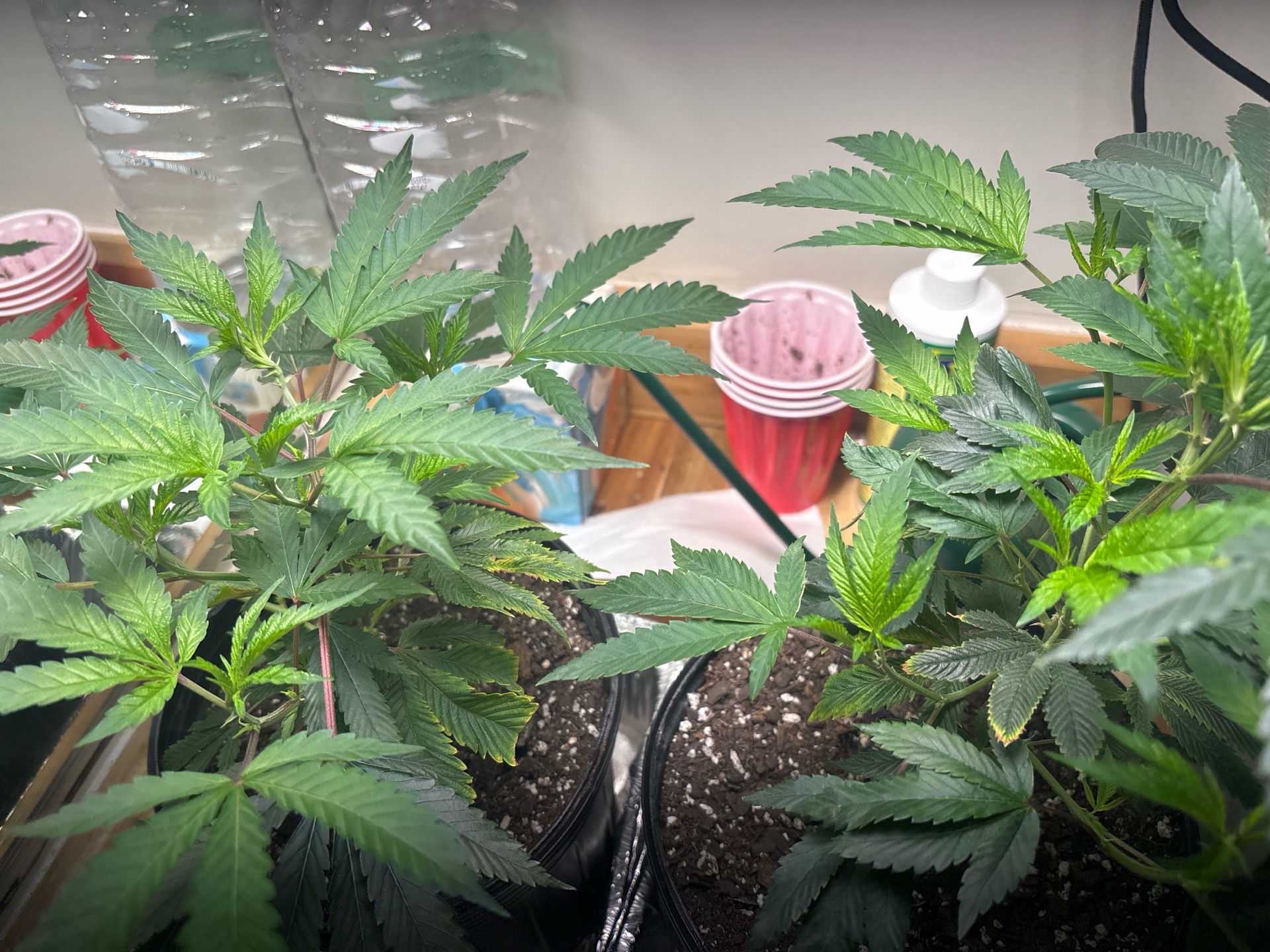 BTY OG & Jungle Cake — vegetative, day 22