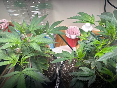 BTY OG & Jungle Cake — vegetative, day 22