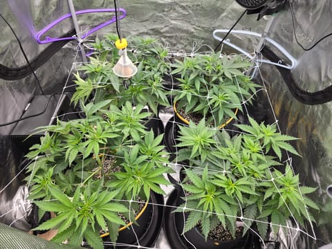 Grow #2 — vegetative, day 1