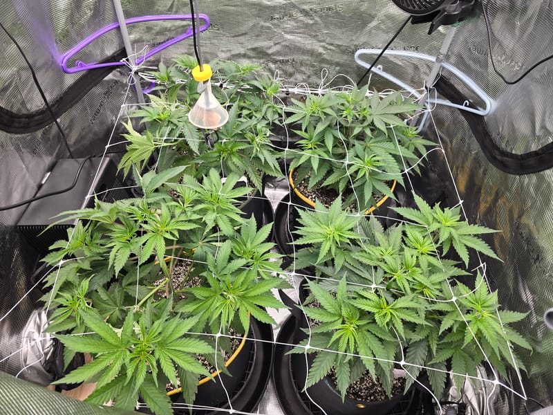 Grow #2