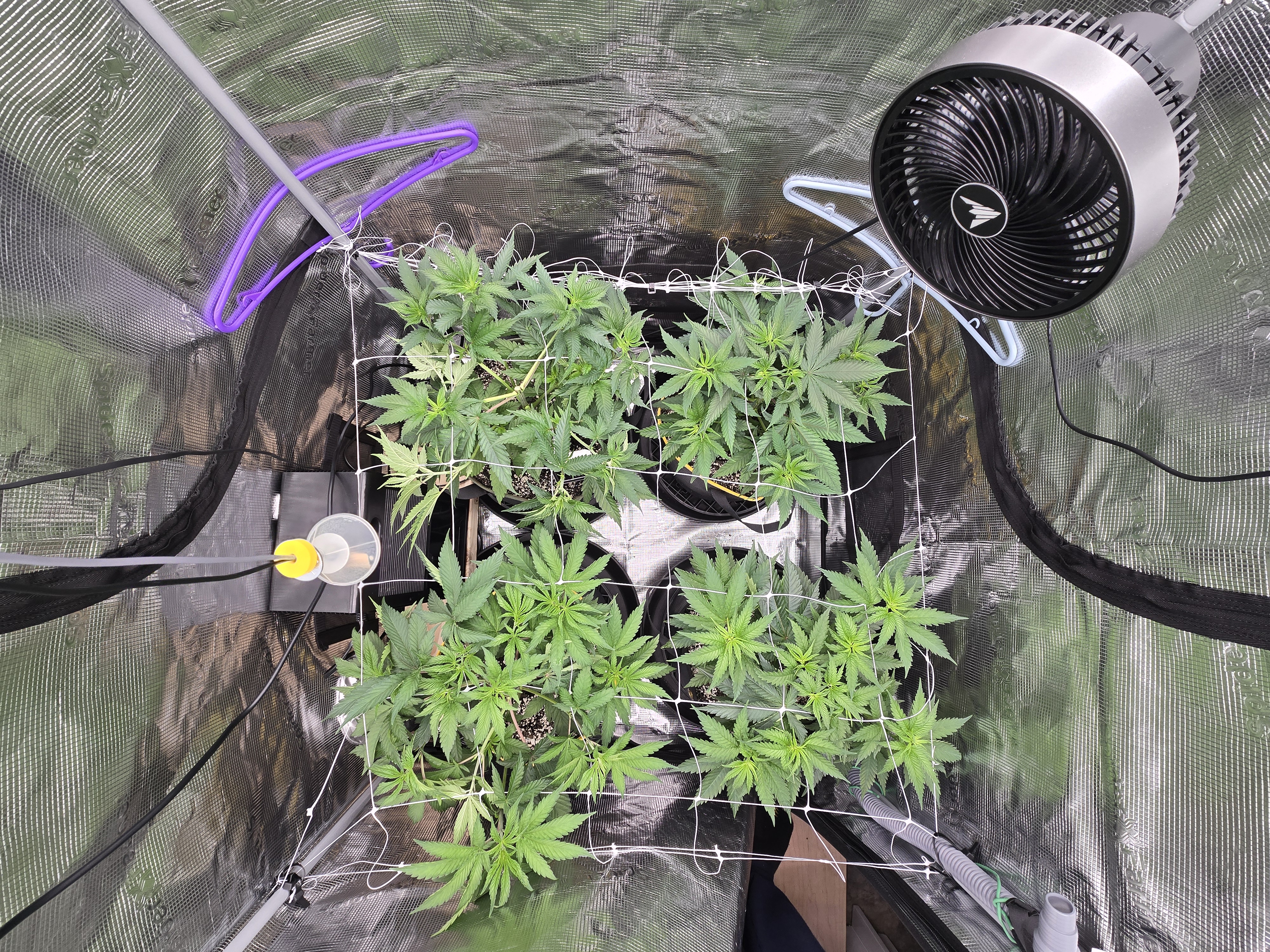 Grow #2 — vegetative, day 1