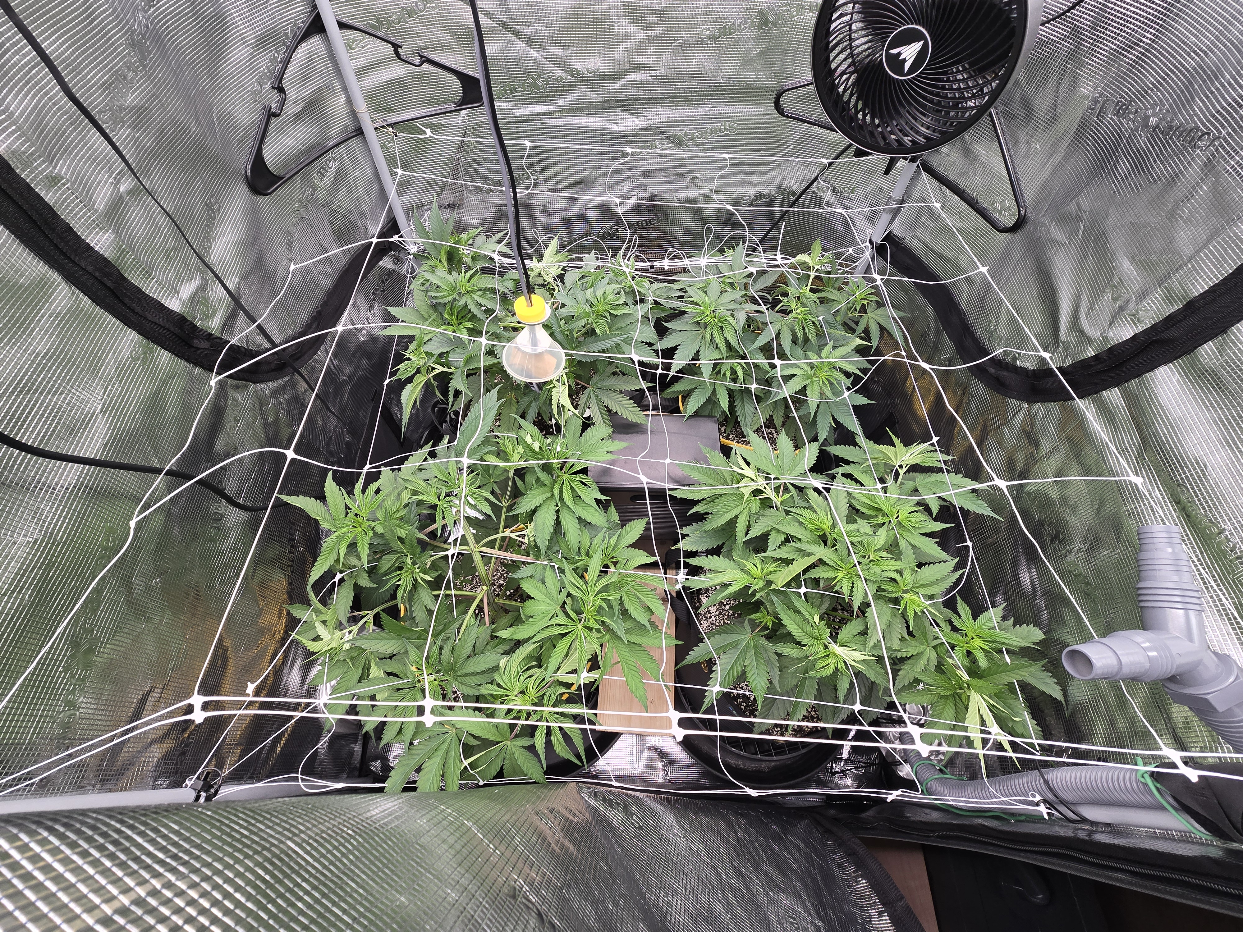 Grow #2 — vegetative, day 2