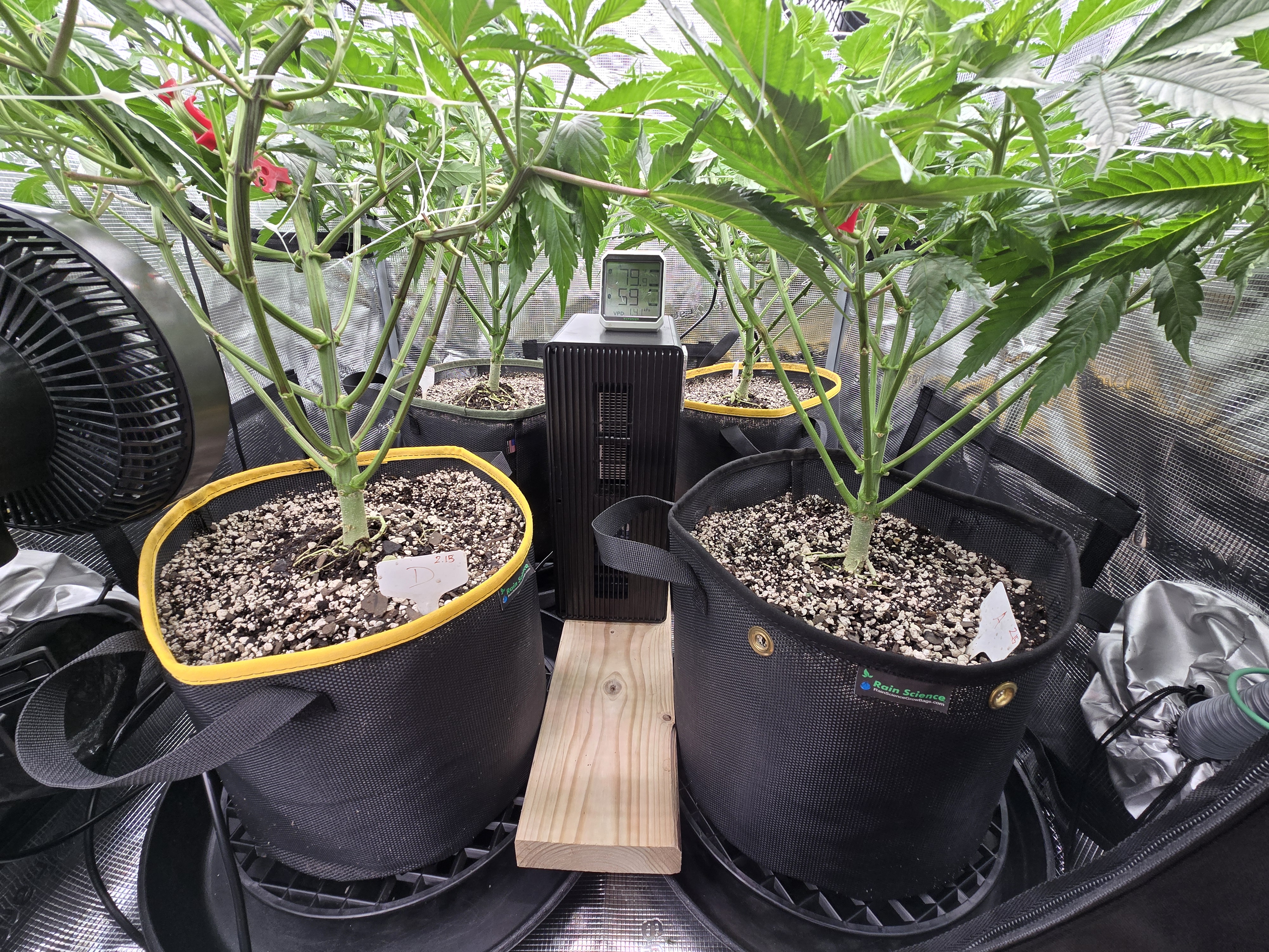 Grow #2 — flower, day 12