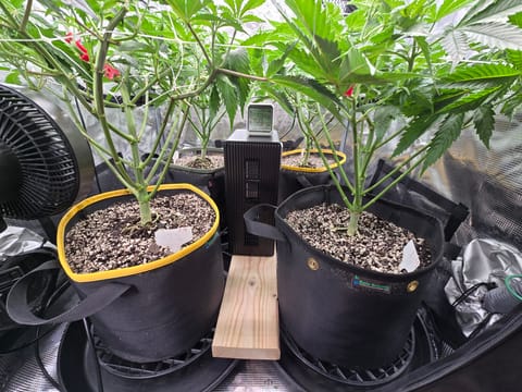 Grow #2 — flower, day 12