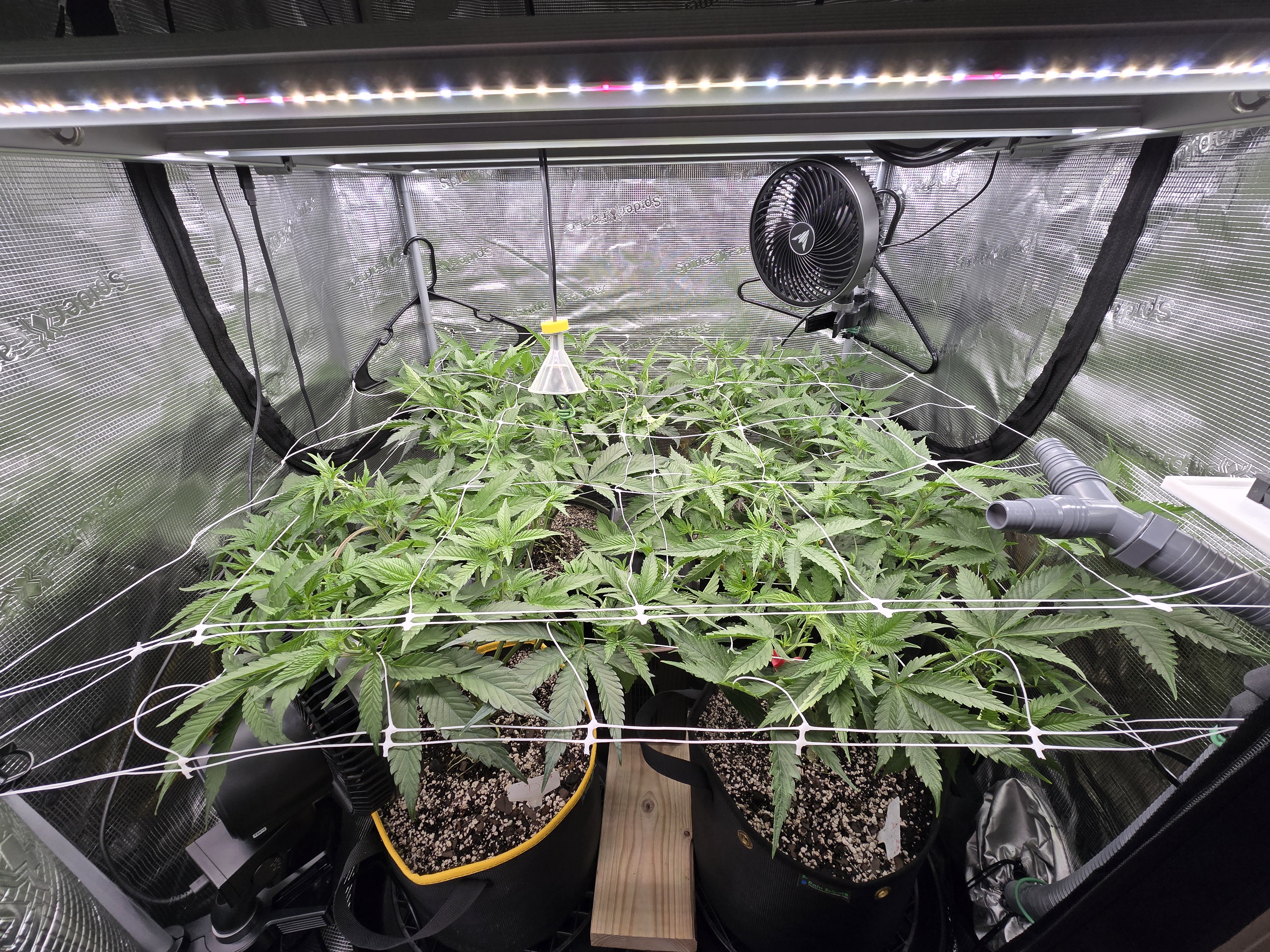 Grow #2 — flower, day 12