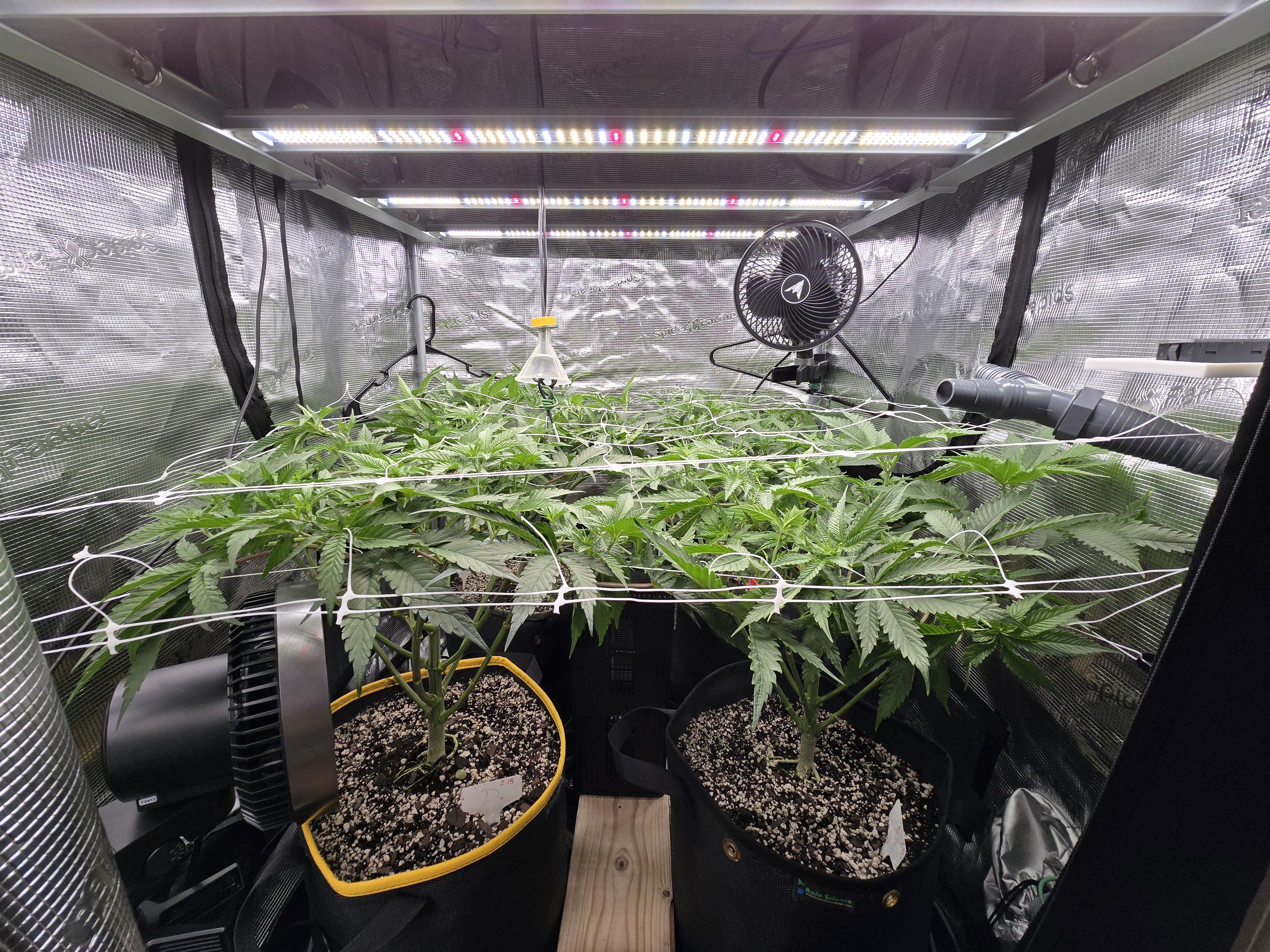 Grow #2 — flower, day 12