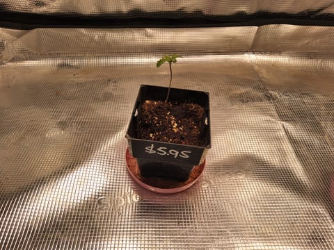 zombies — germination, day 1