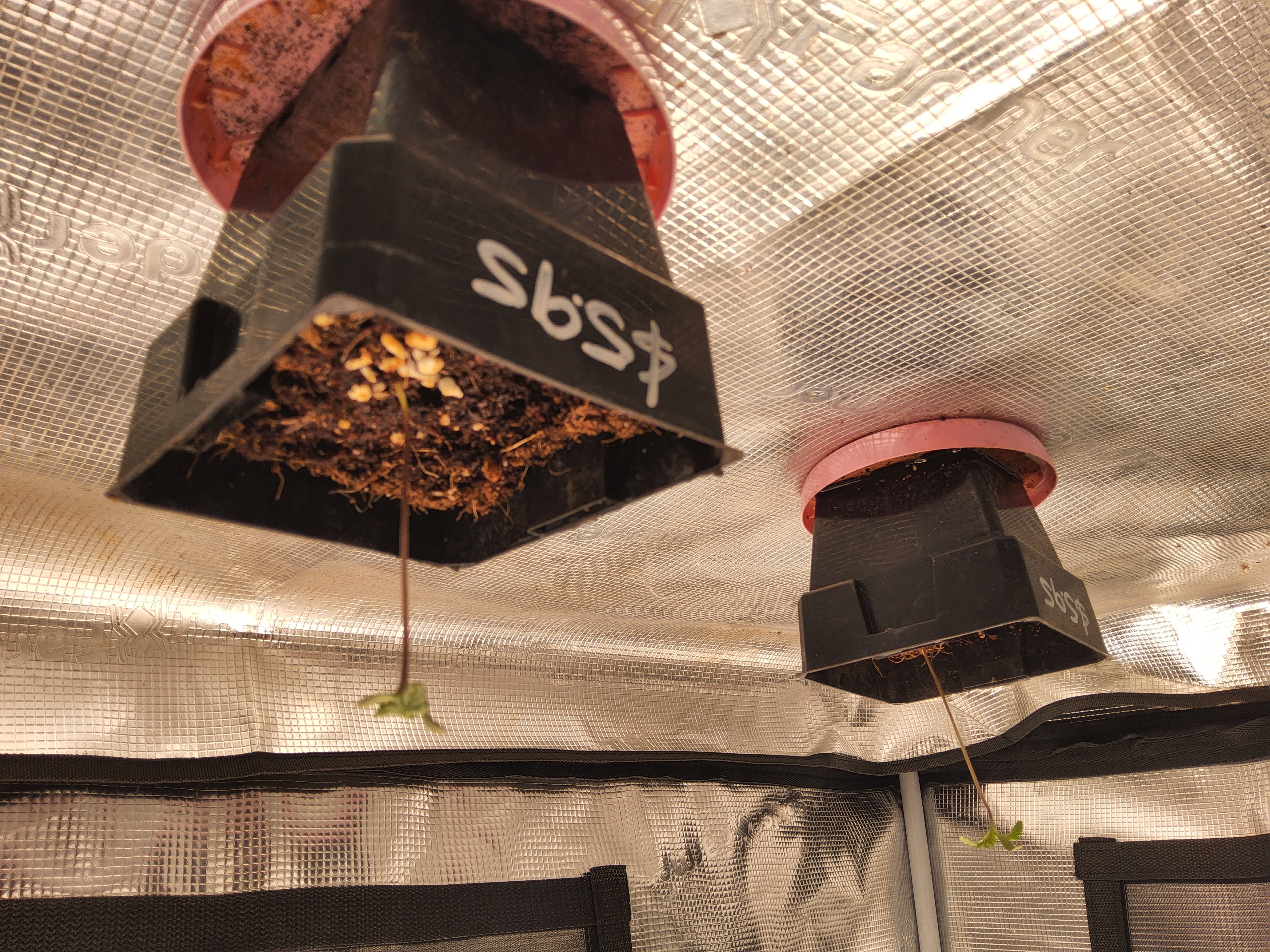 zombies — germination, day 1