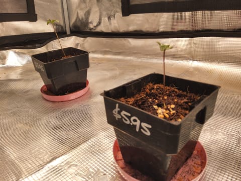 zombies — germination, day 1