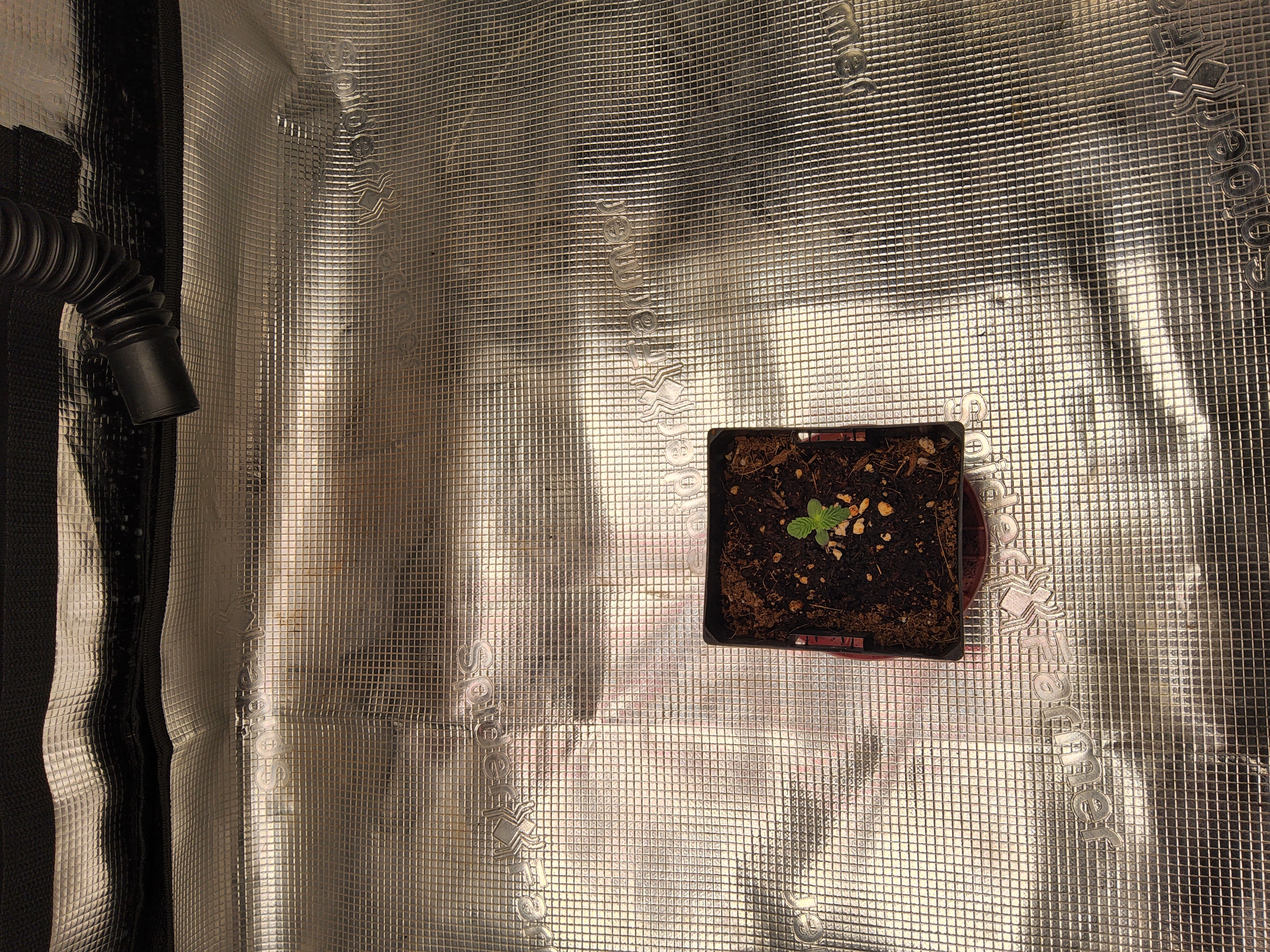 zombies — germination, day 1