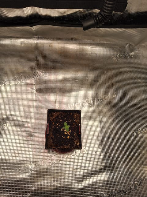 zombies — germination, day 1
