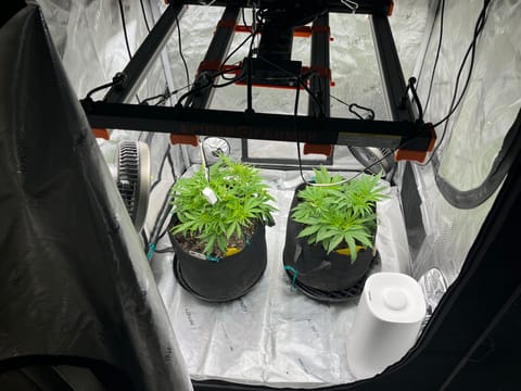 Imperial Marmalade  — flower, day 1