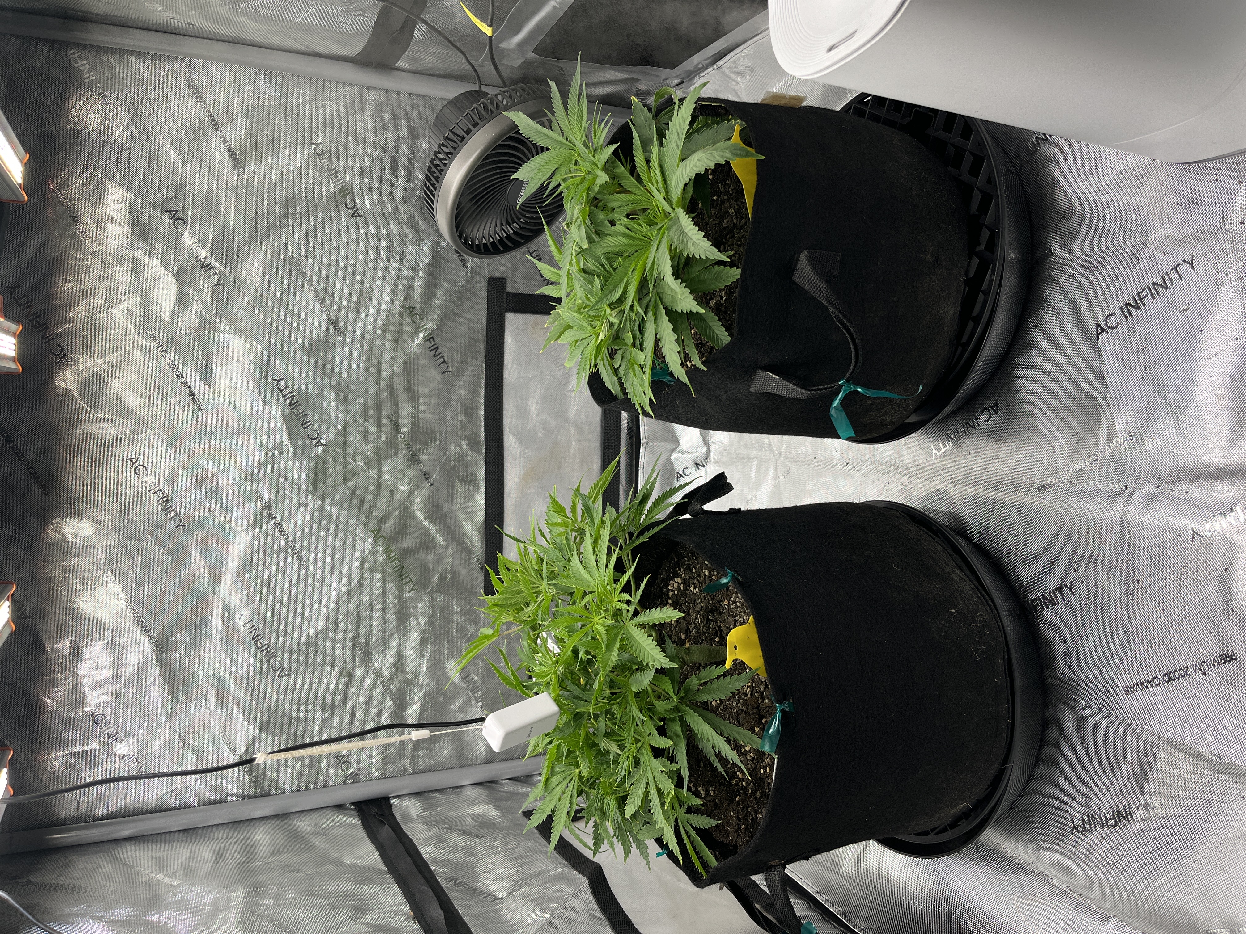 Imperial Marmalade  — flower, day 1