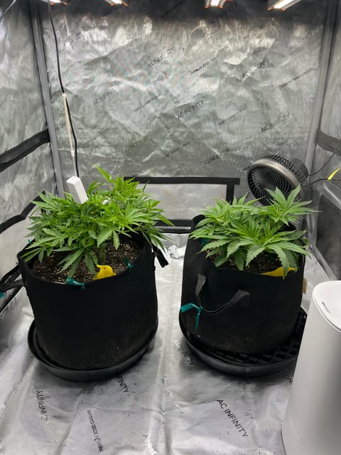 Imperial Marmalade  — flower, day 1