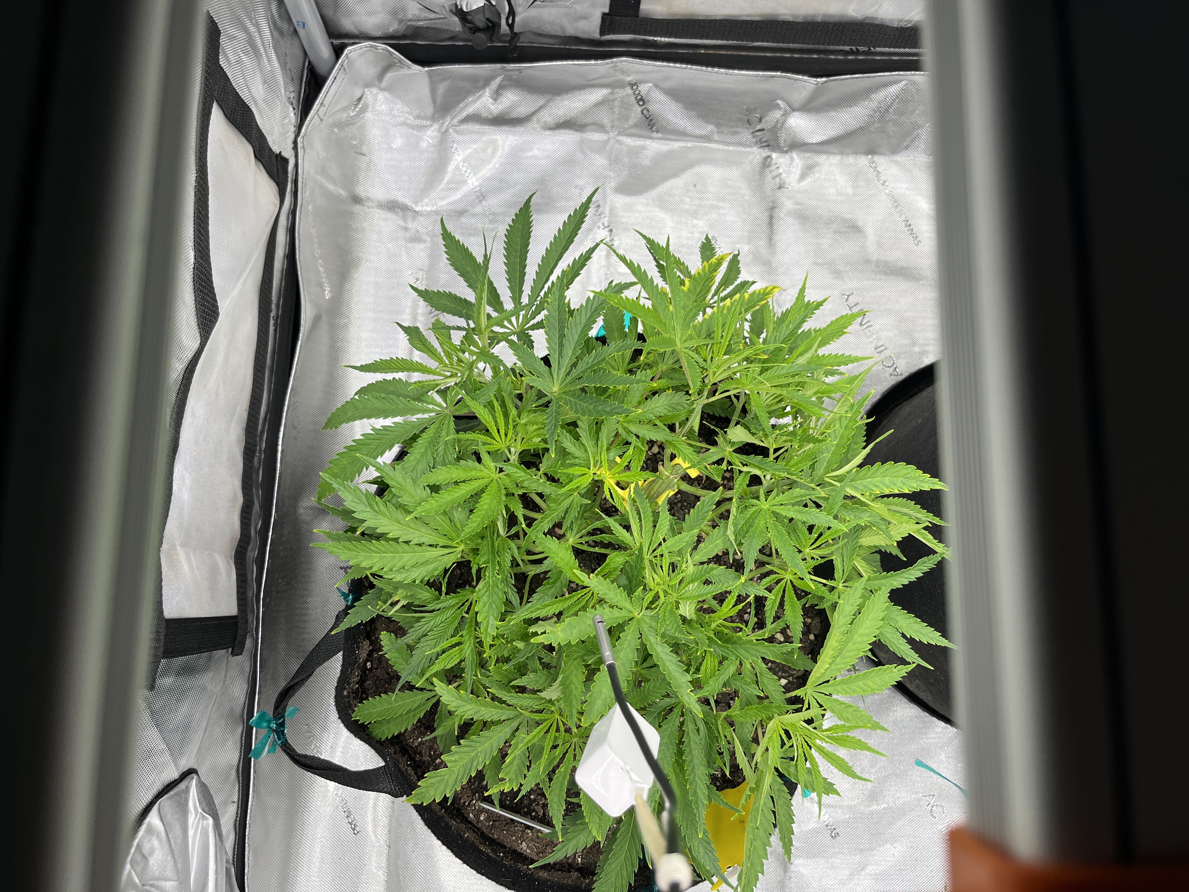 Imperial Marmalade  — flower, day 1