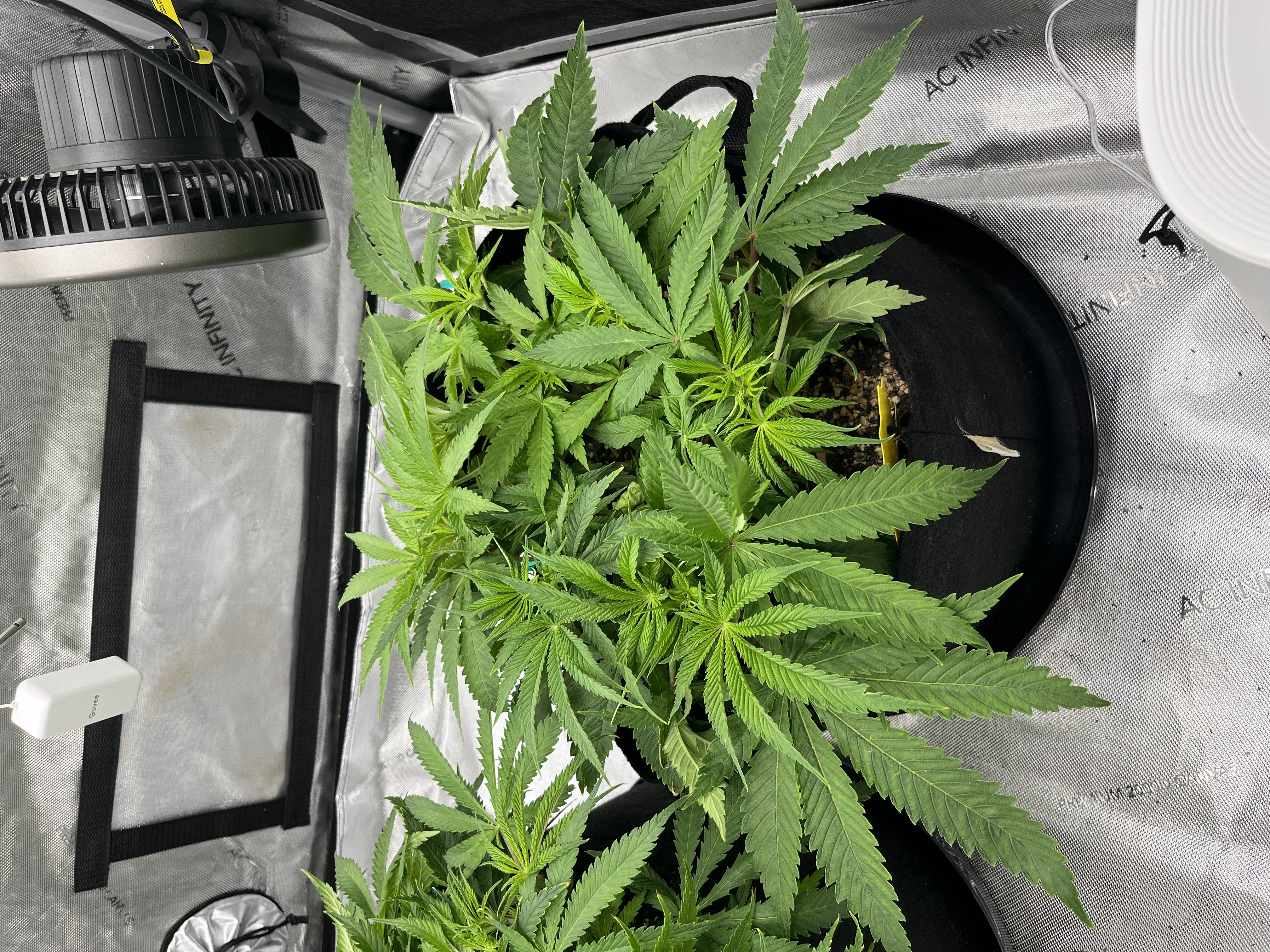 Imperial Marmalade  — flower, day 6