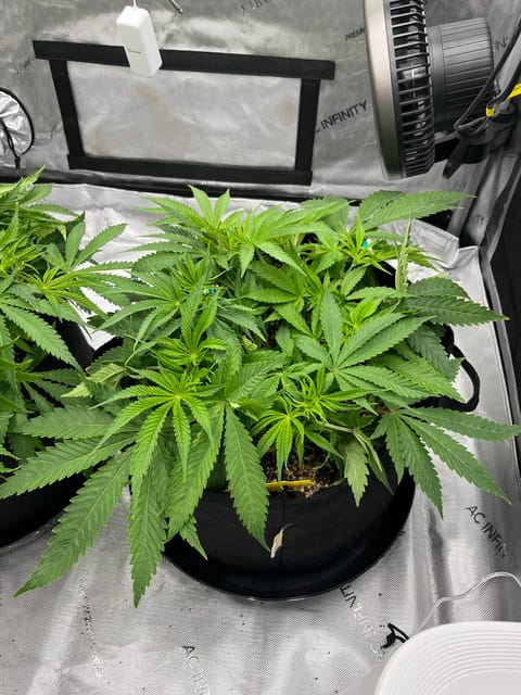 Imperial Marmalade  — flower, day 6
