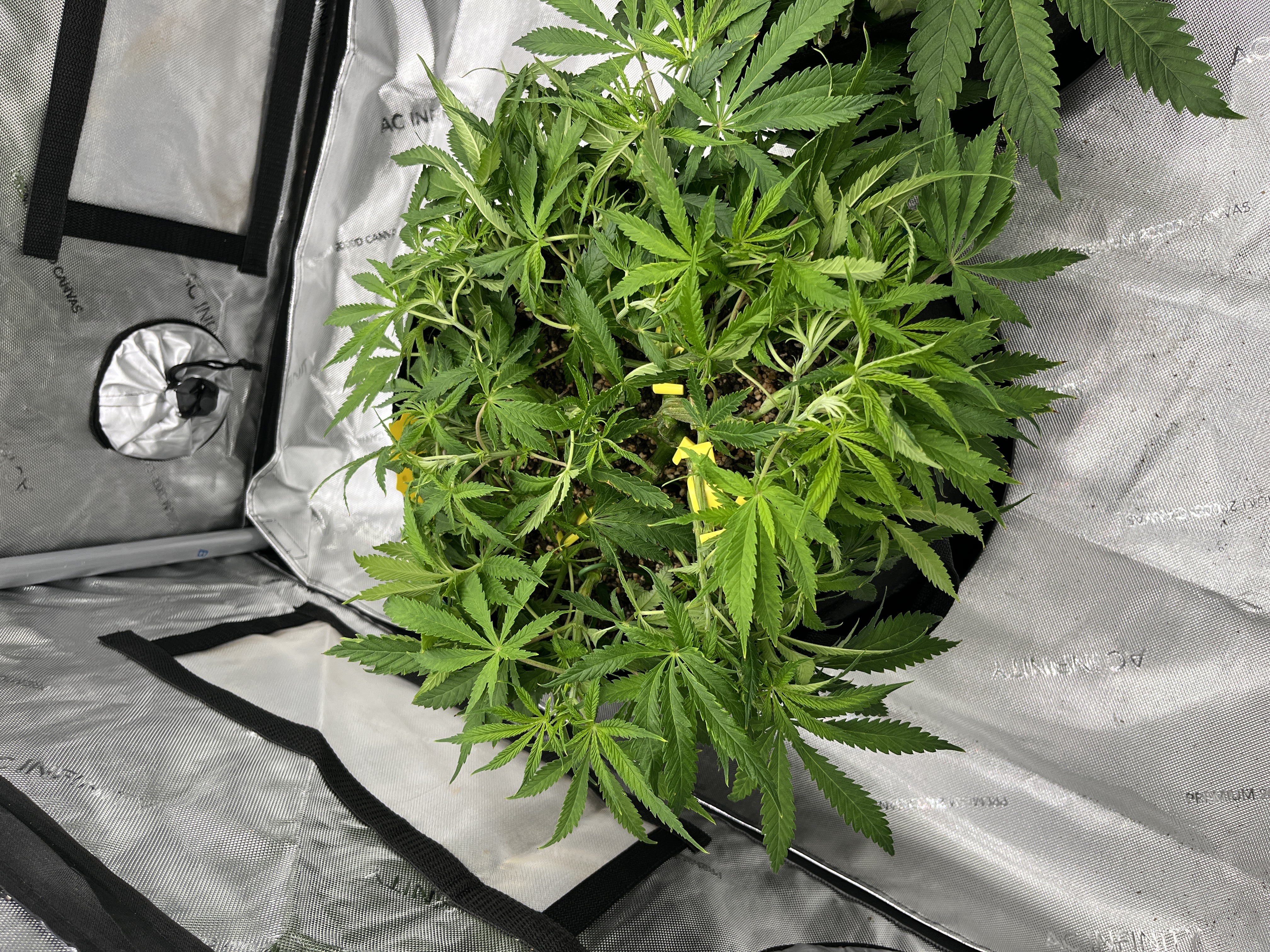 Imperial Marmalade  — flower, day 6