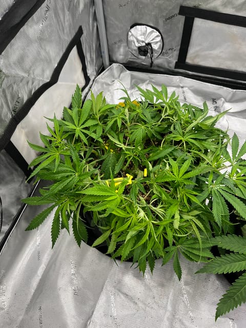 Imperial Marmalade  — flower, day 6