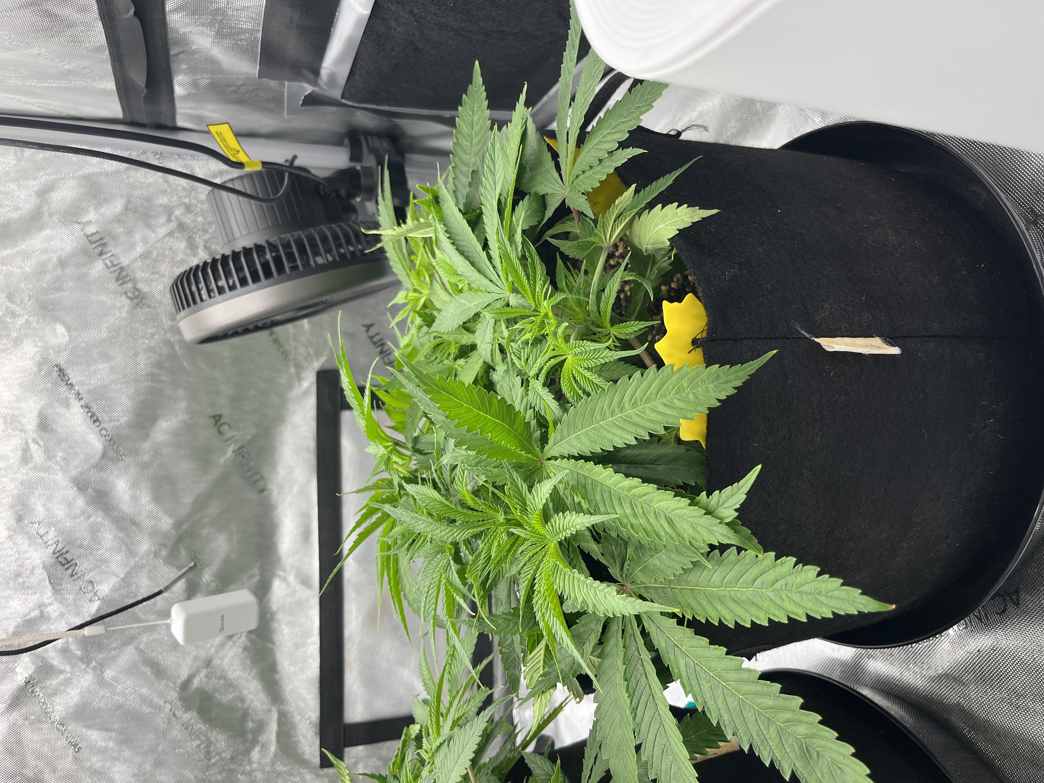 Imperial Marmalade  — flower, day 6