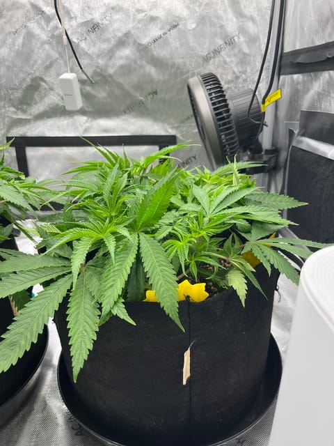 Imperial Marmalade  — flower, day 6