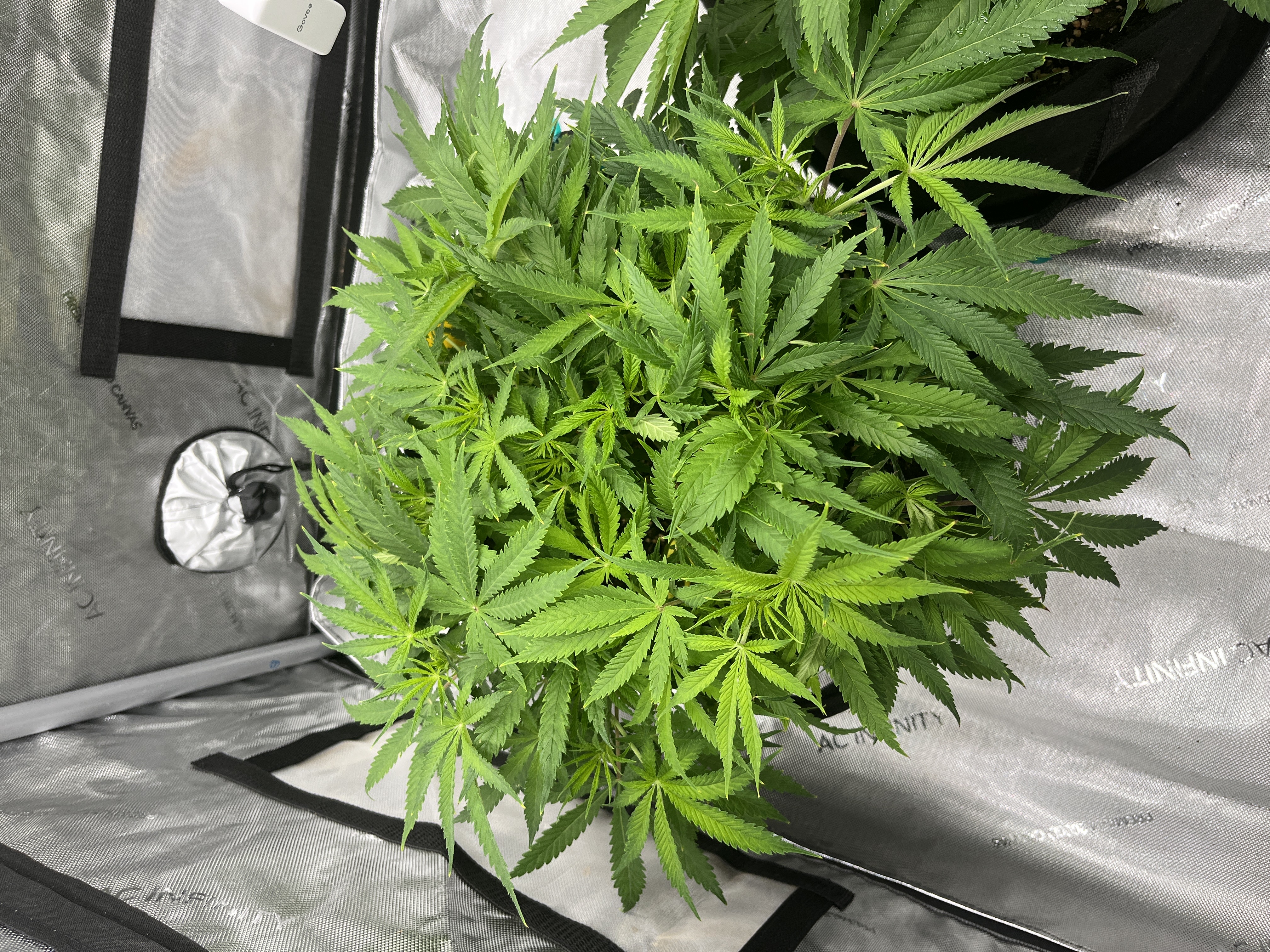 Imperial Marmalade  — flower, day 7