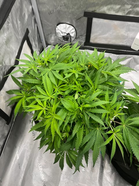 Imperial Marmalade  — flower, day 7