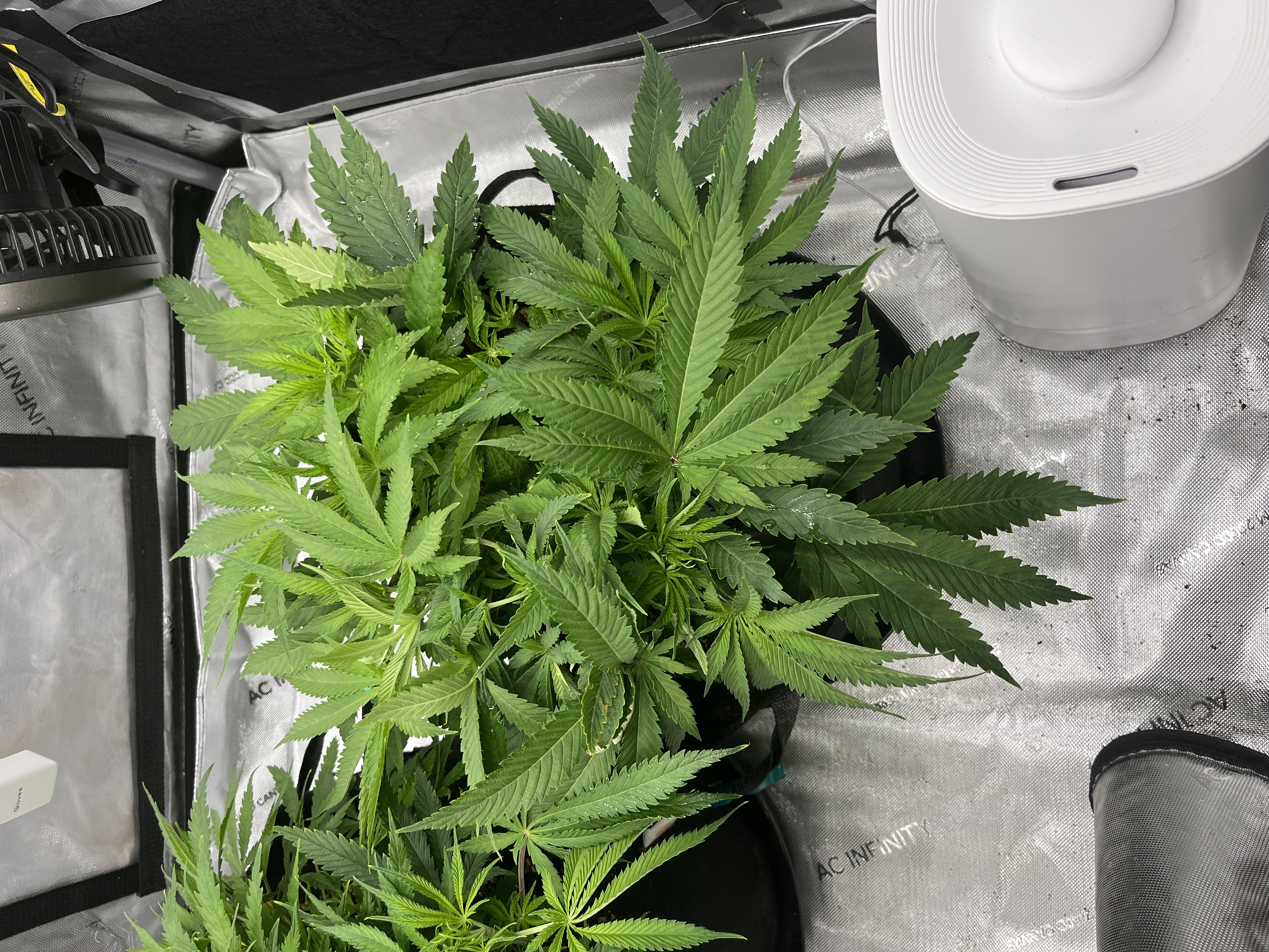 Imperial Marmalade  — flower, day 7