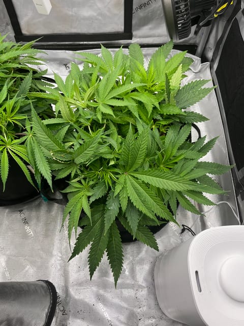 Imperial Marmalade  — flower, day 7