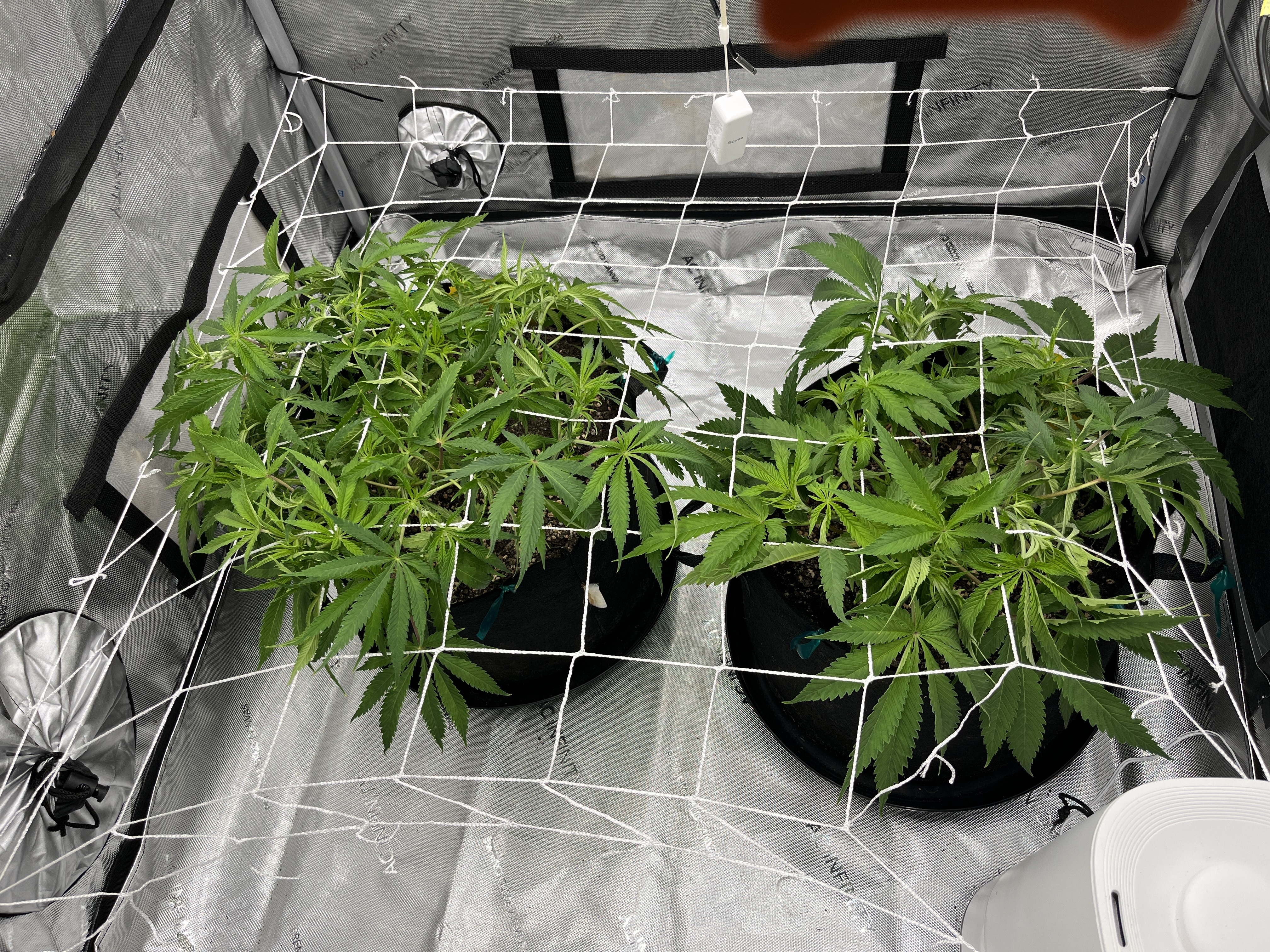 Imperial Marmalade  — none, day 8