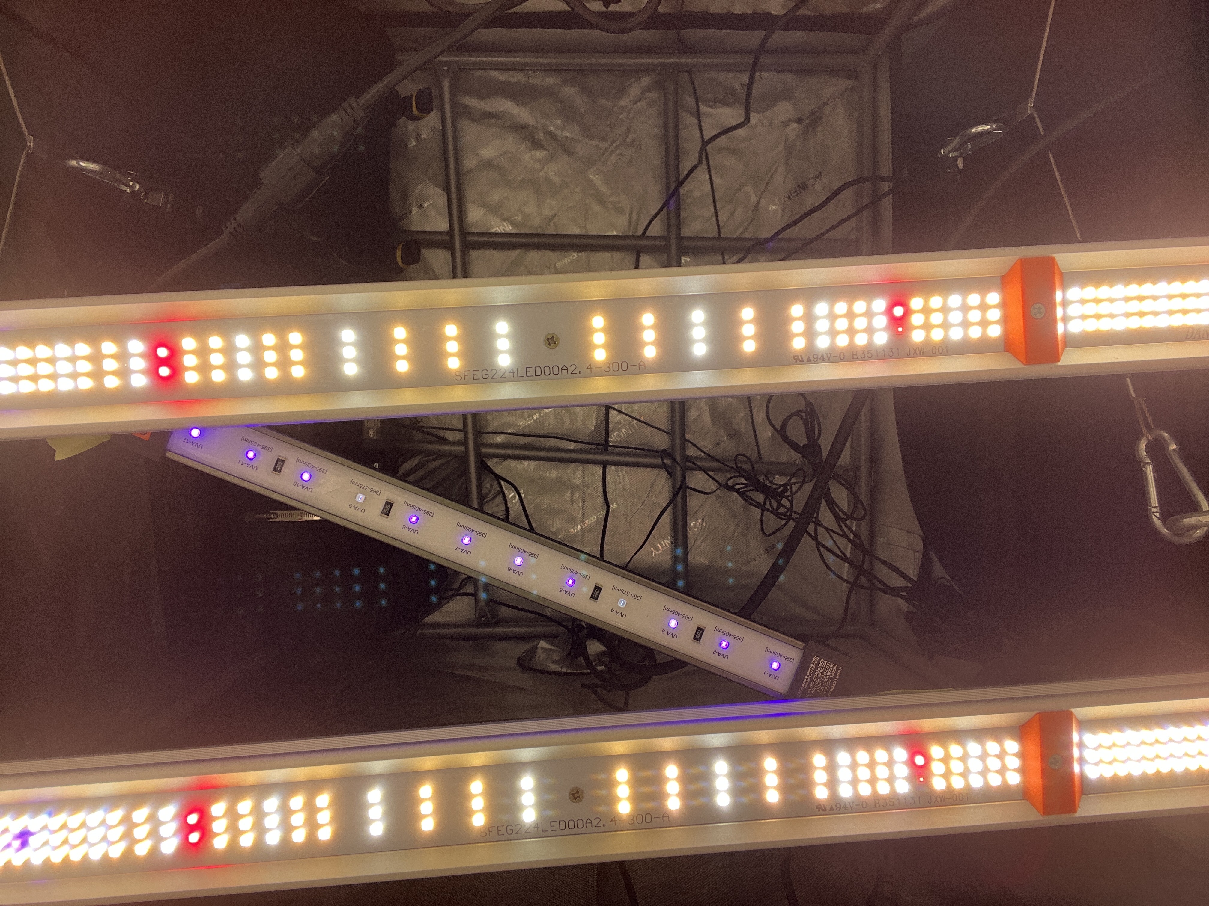 Imperial Marmalade  — flower, day 11