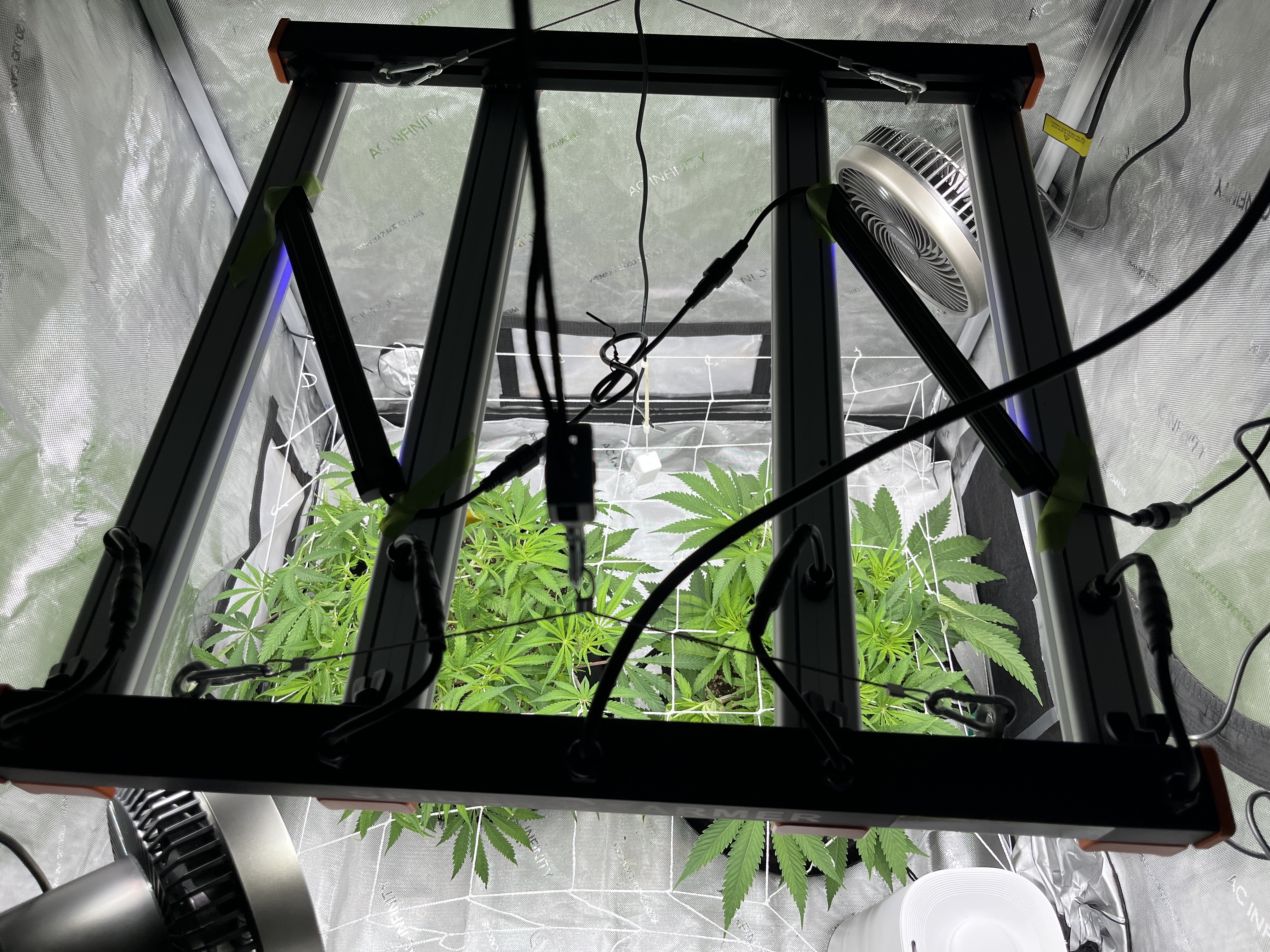 Imperial Marmalade  — flower, day 11