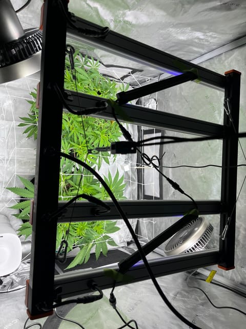 Imperial Marmalade  — flower, day 11