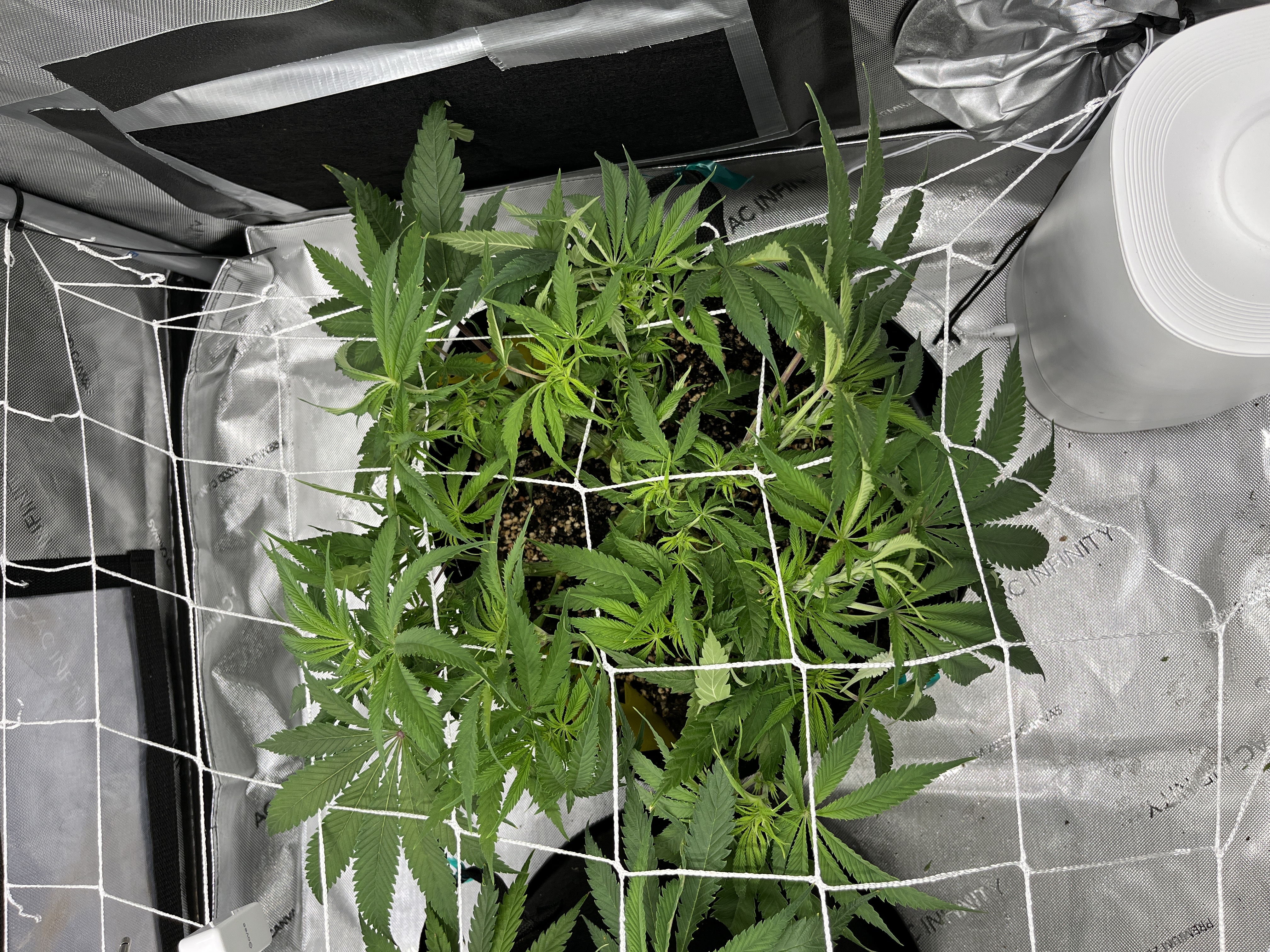 Imperial Marmalade  — none, day 16