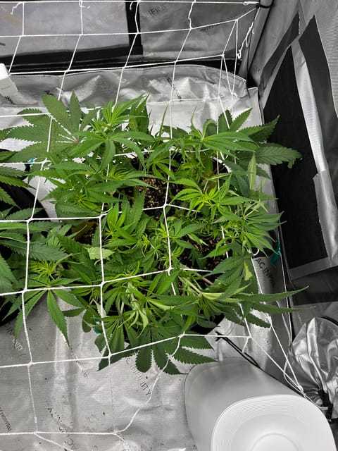 Imperial Marmalade  — none, day 16
