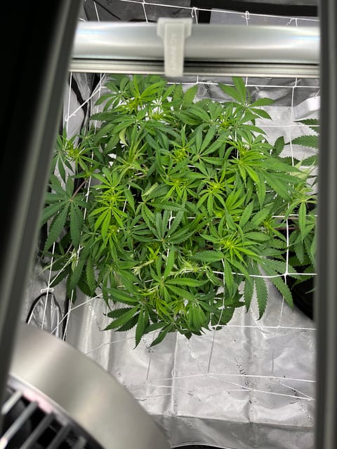 Imperial Marmalade  — none, day 16