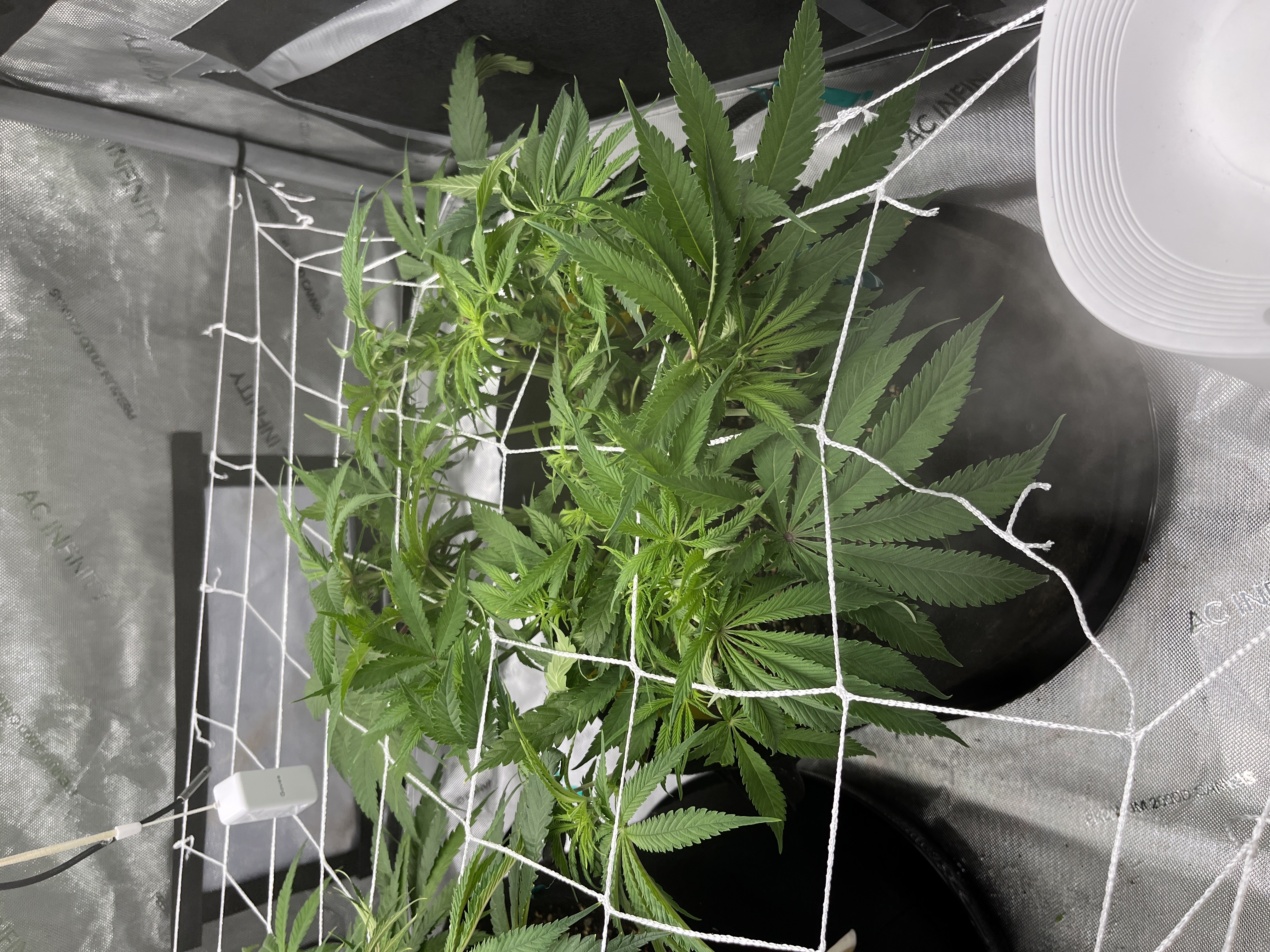 Imperial Marmalade  — none, day 16