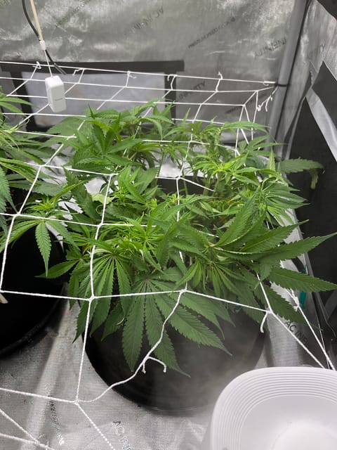 Imperial Marmalade  — none, day 16