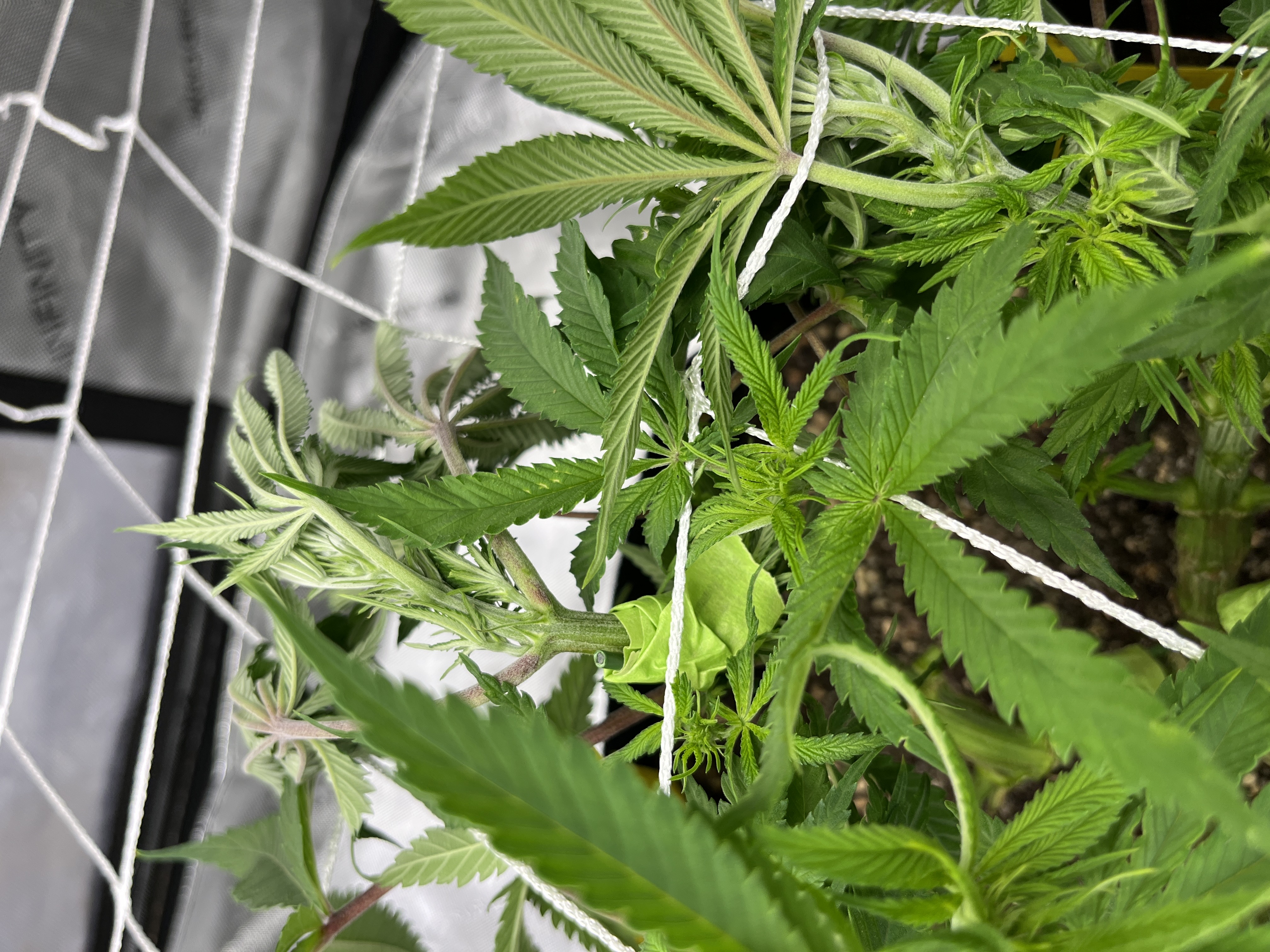 Imperial Marmalade  — none, day 17