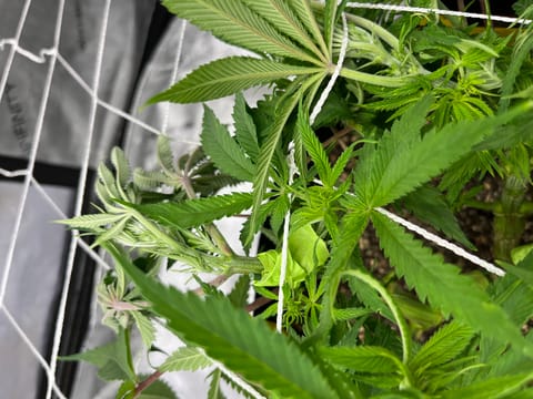 Imperial Marmalade  — none, day 17